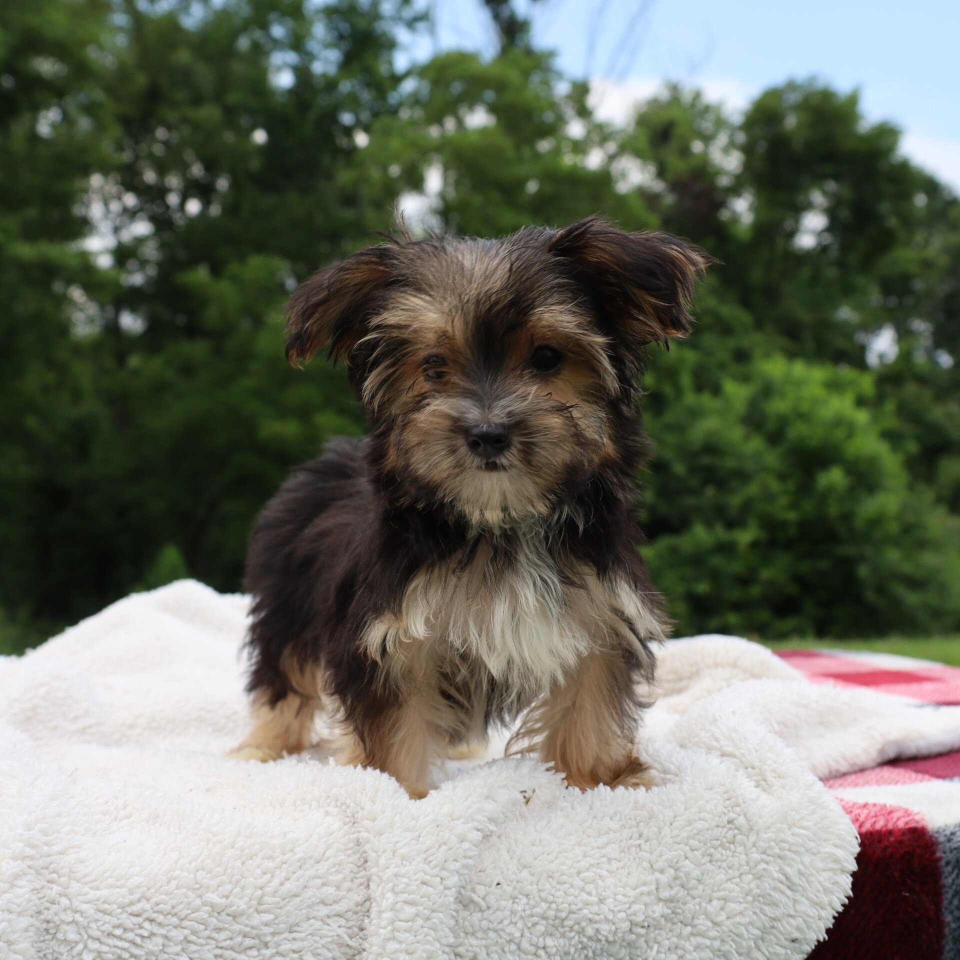 Benji Male Morkie image 2