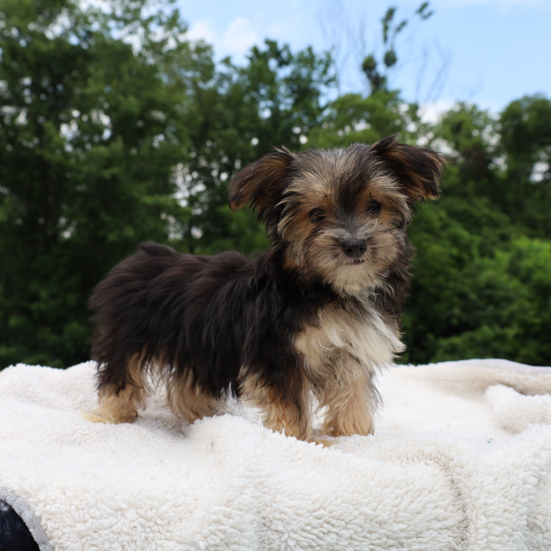 Benji Male Morkie image 3