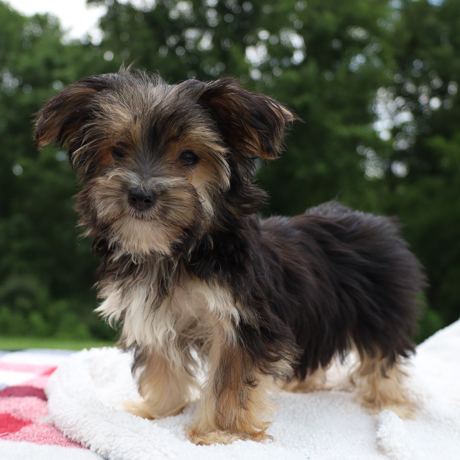 Benji Male Morkie image 4