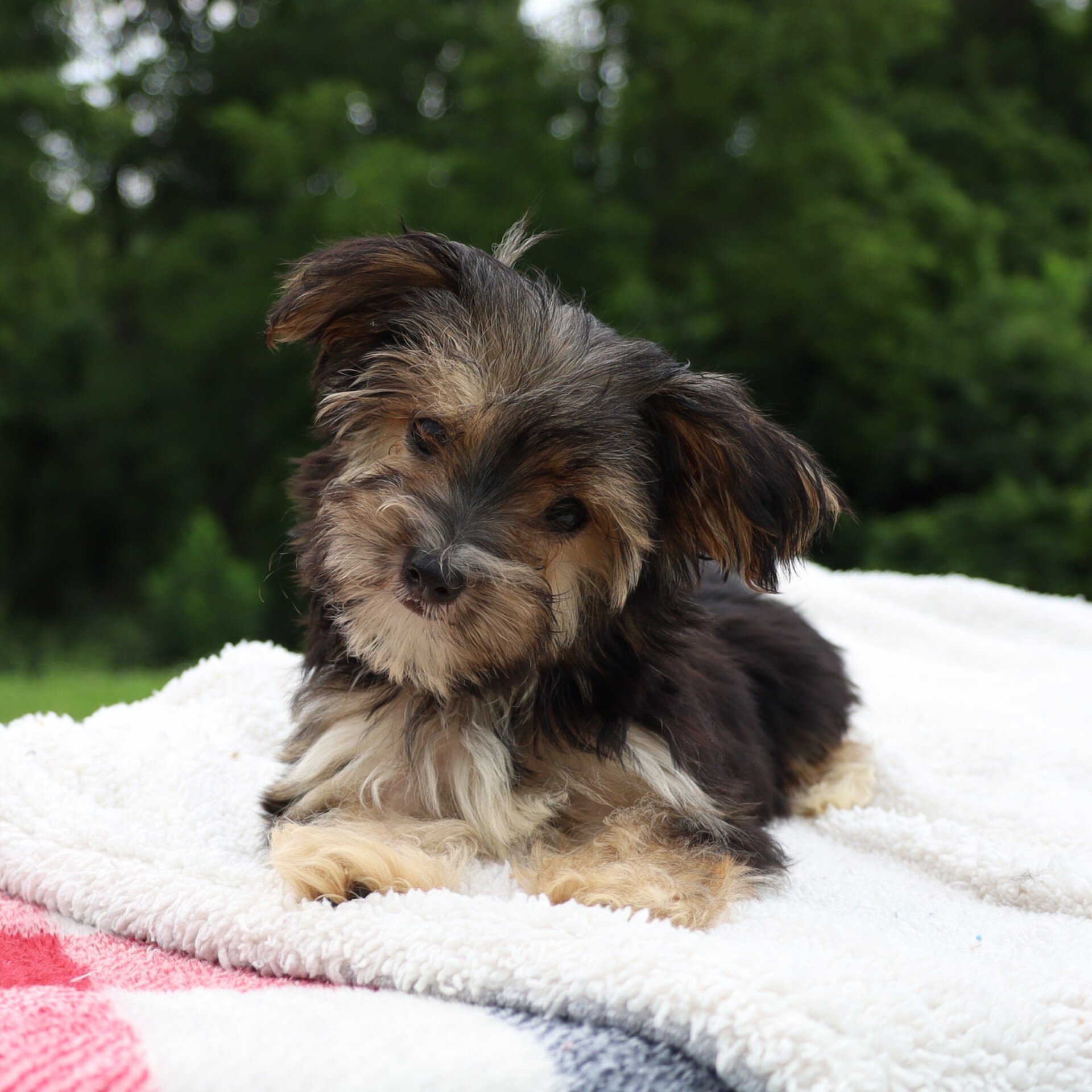 Benji Male Morkie image 6