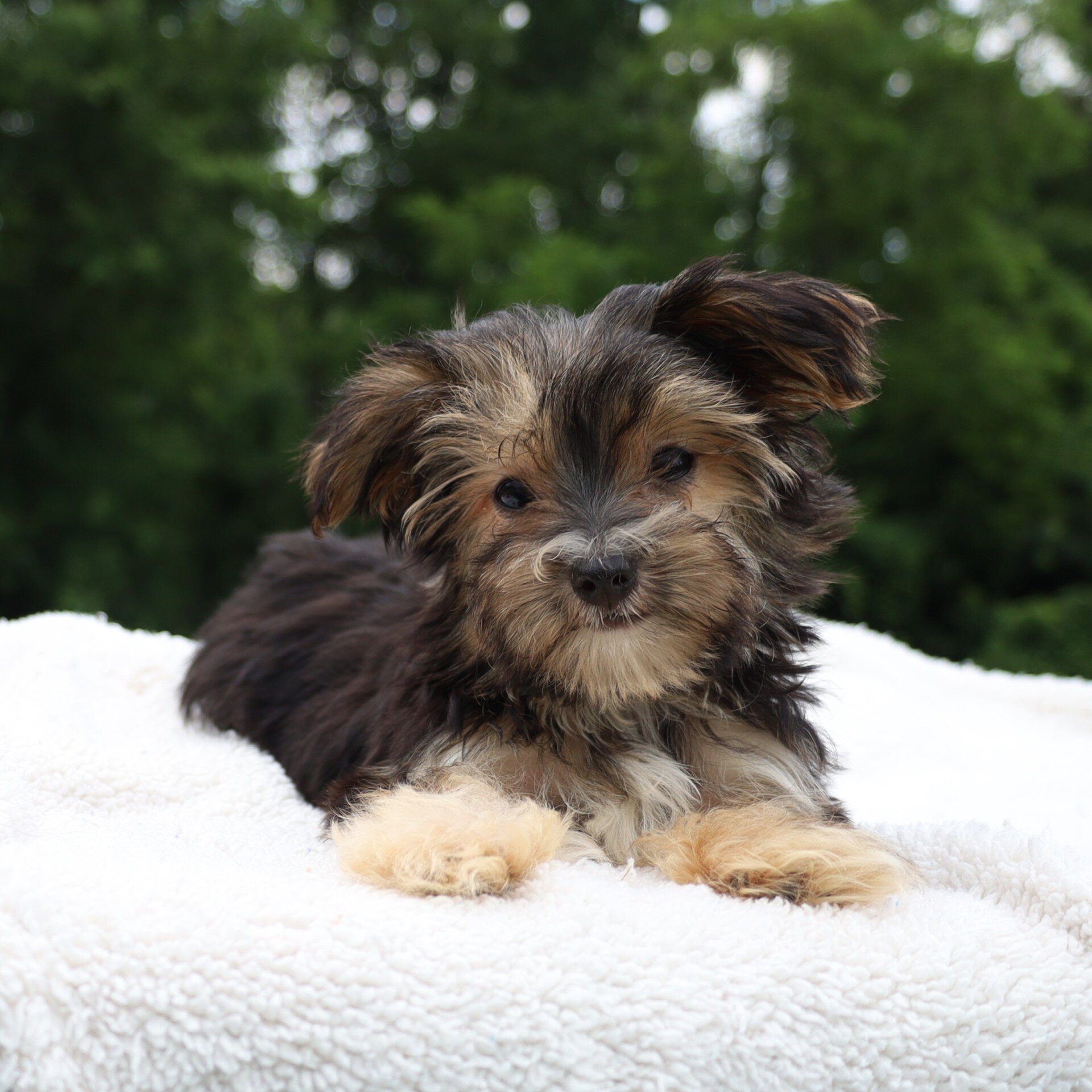 Benji Male Morkie image 7