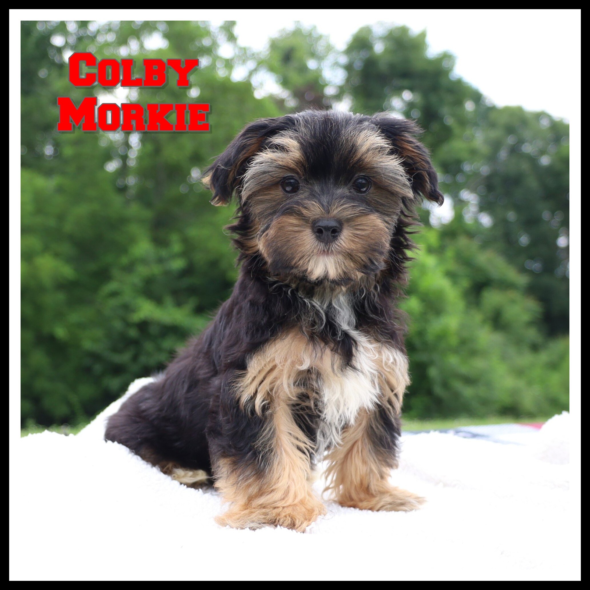 Colby Male Morkie image 1