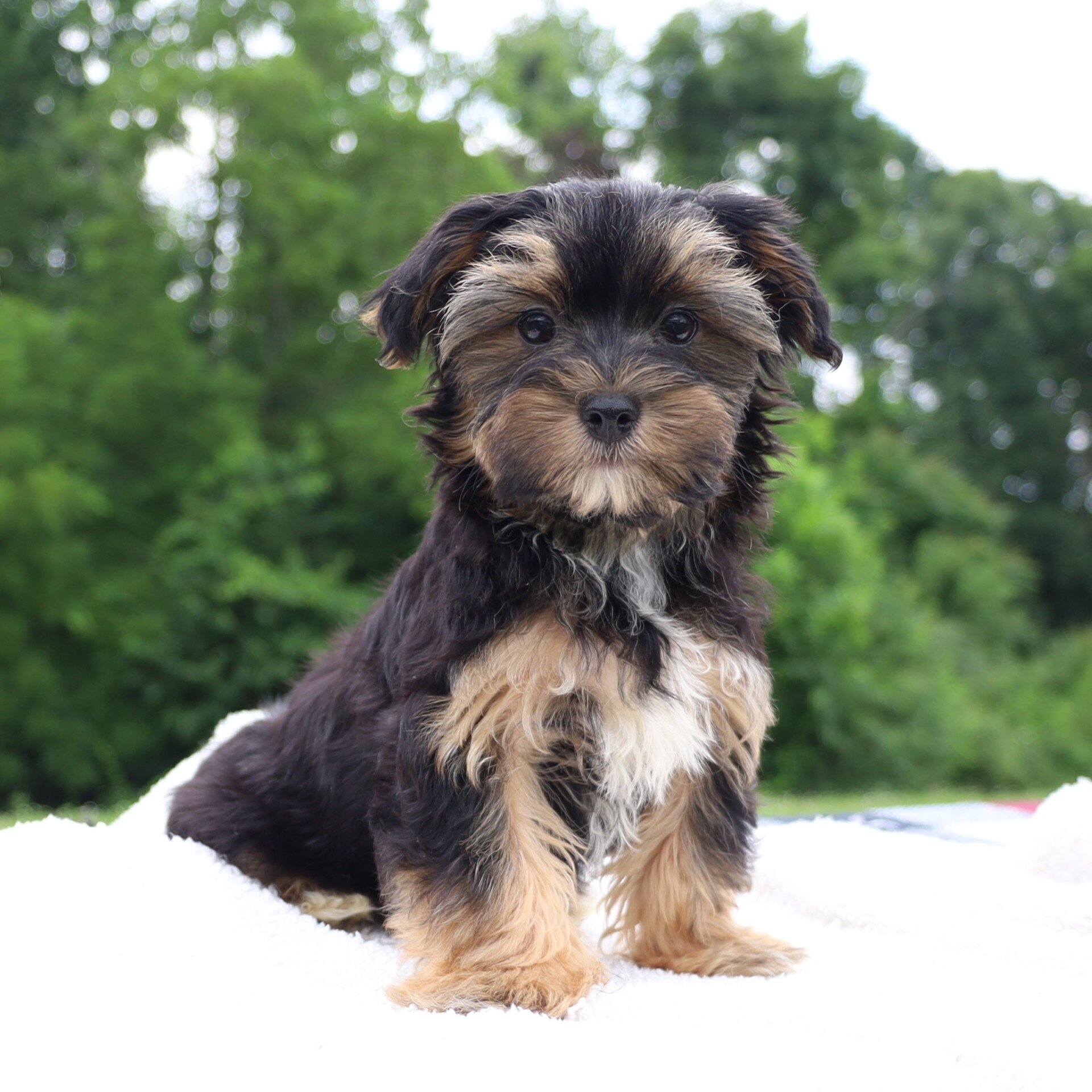 Colby Male Morkie image 5