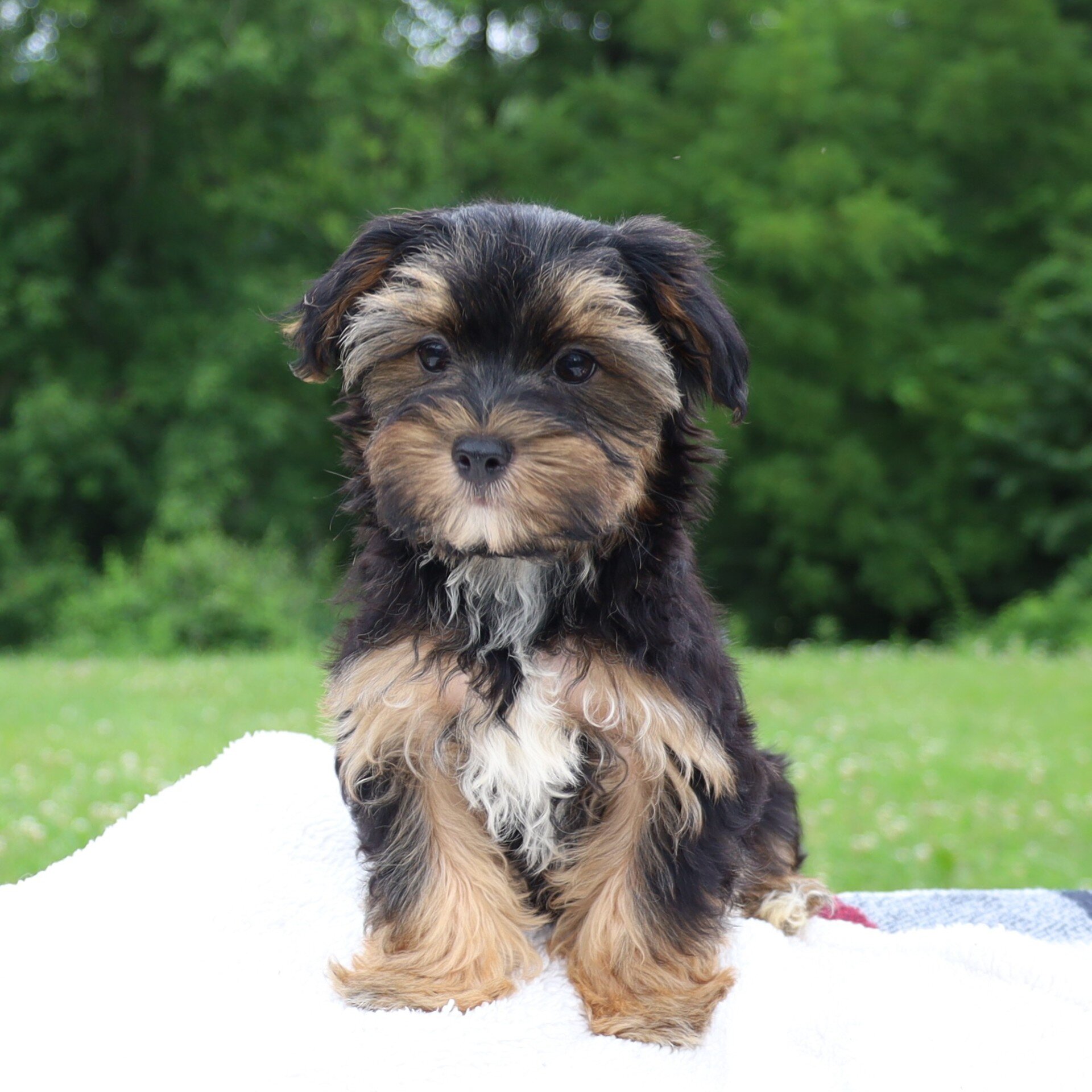 Colby Male Morkie image 4