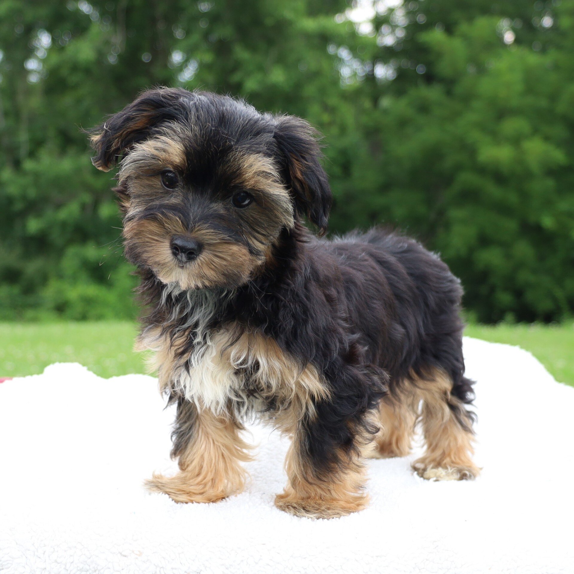 Colby Male Morkie image 6