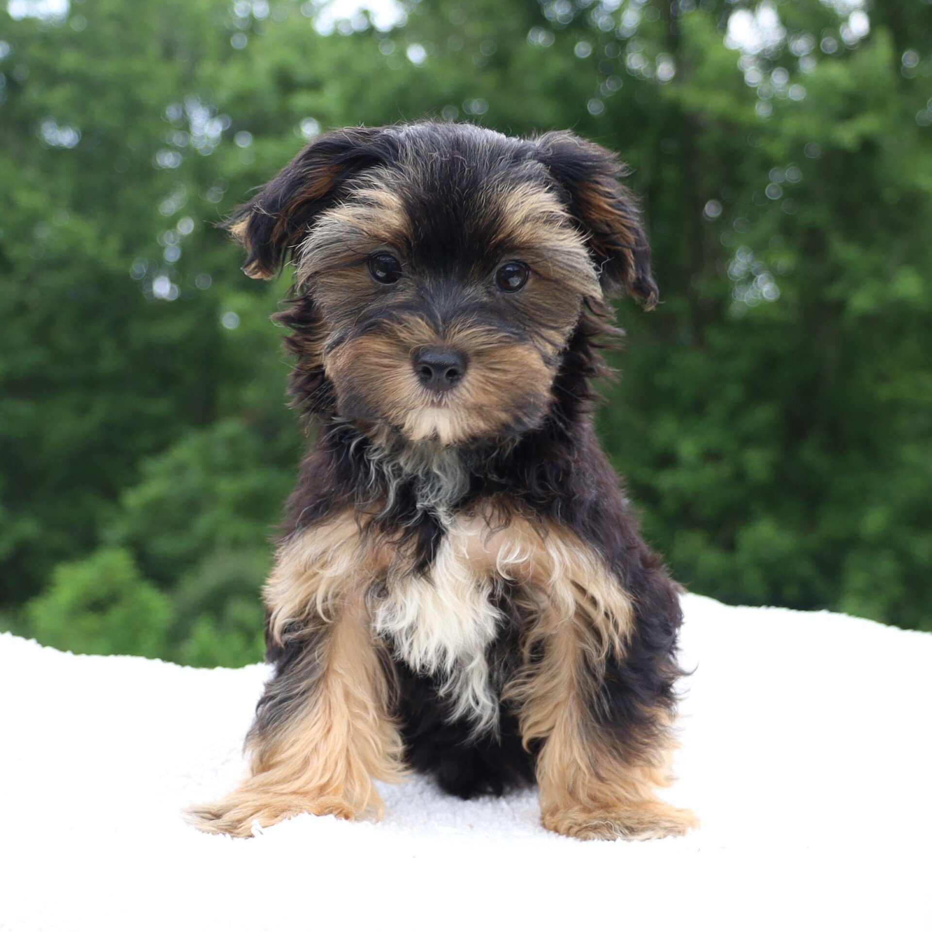 Colby Male Morkie image 3