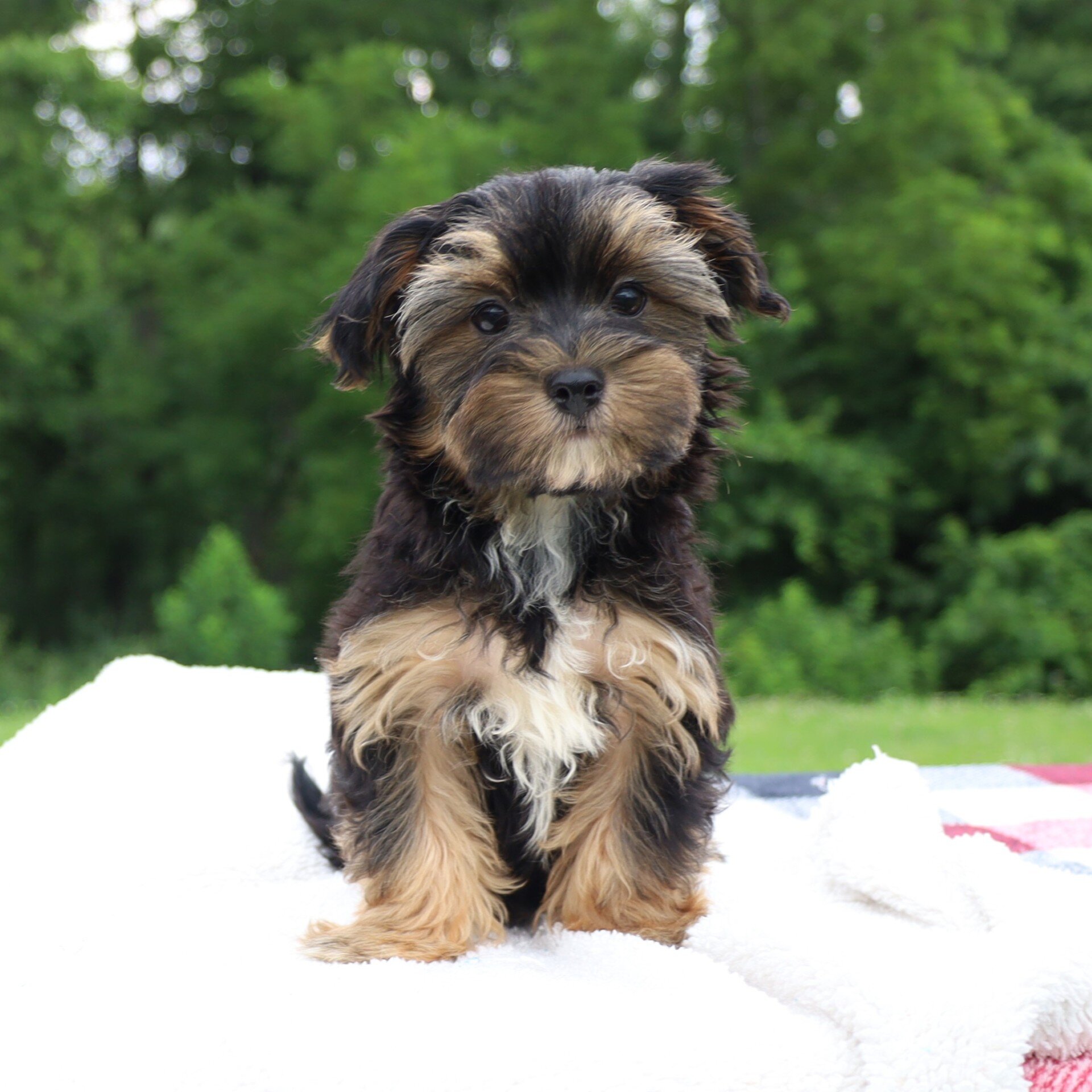 Colby Male Morkie image 2