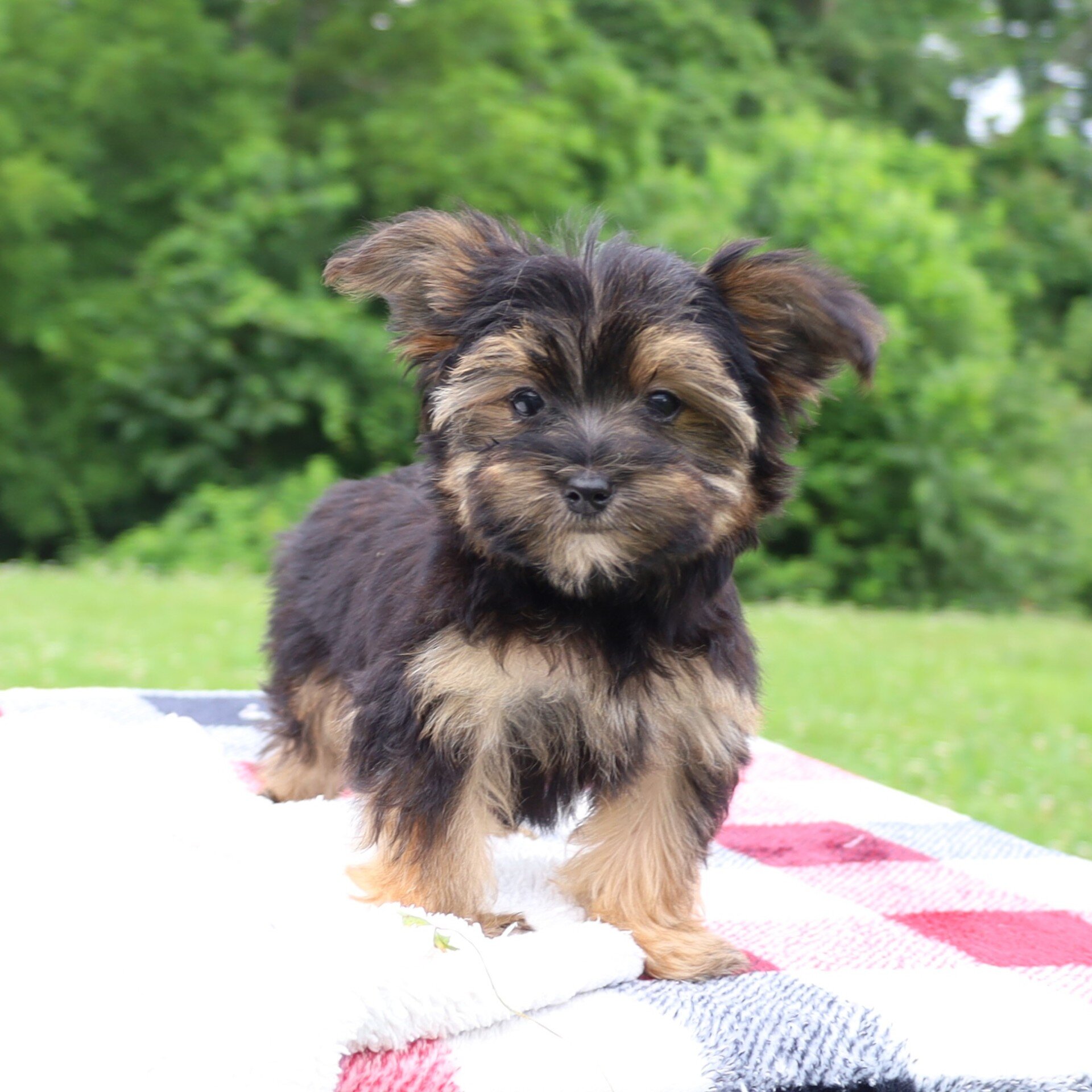 Pepper Male Morkie image 6