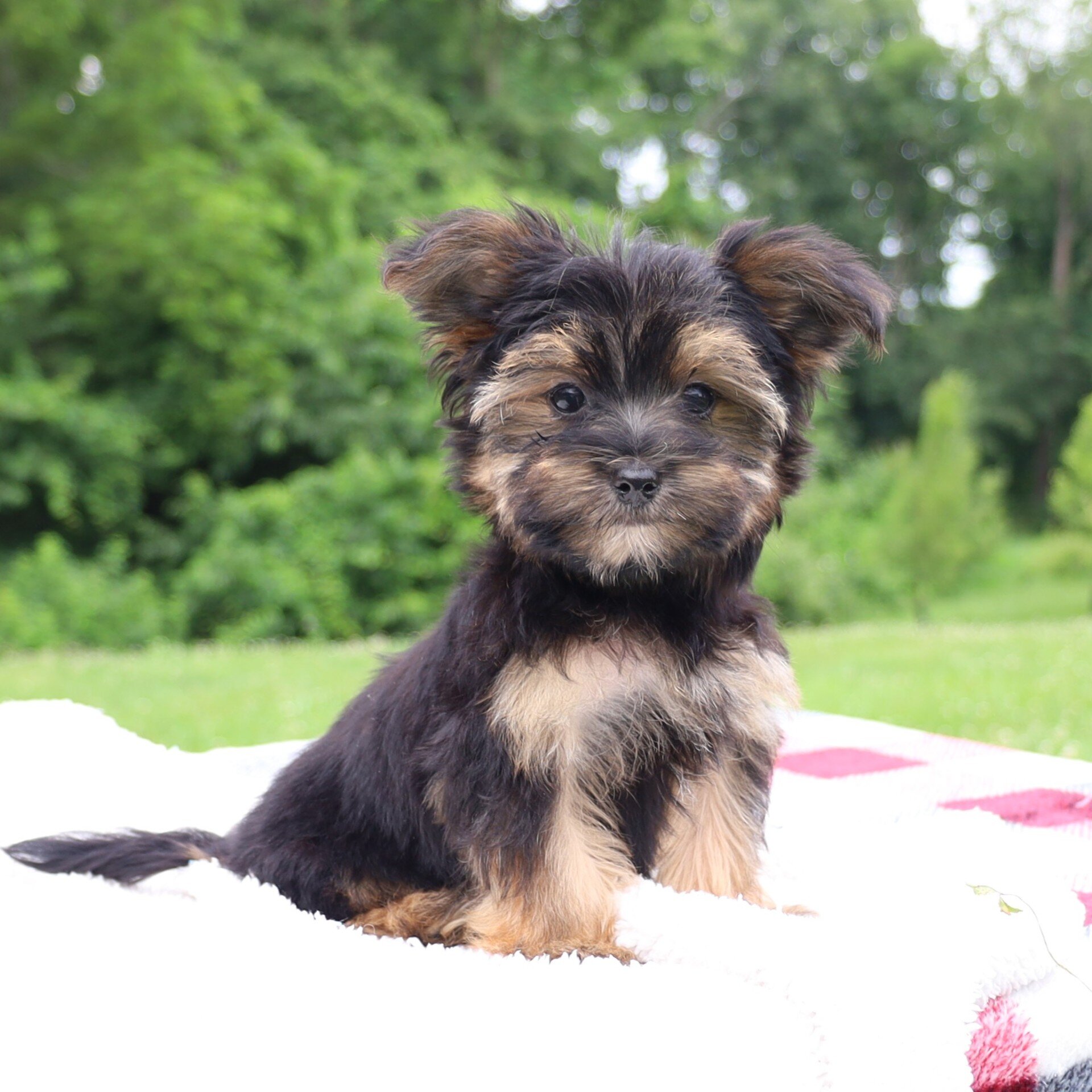 Pepper Male Morkie image 4