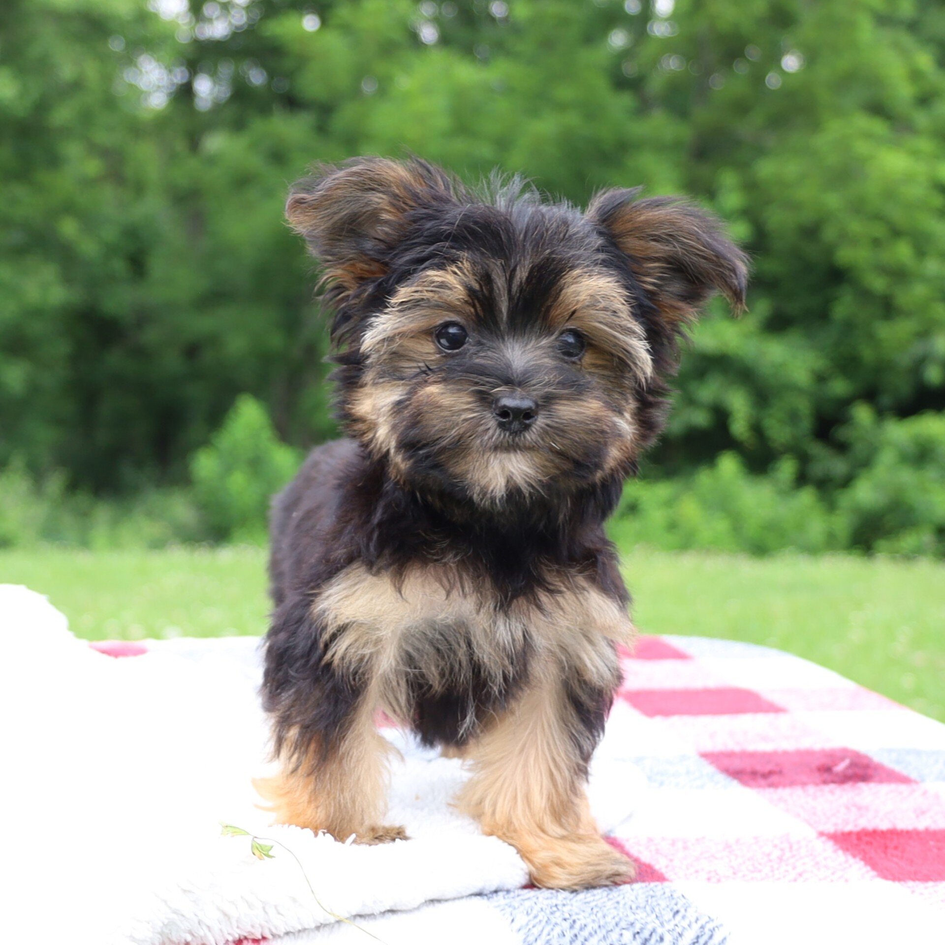 Pepper Male Morkie image 5