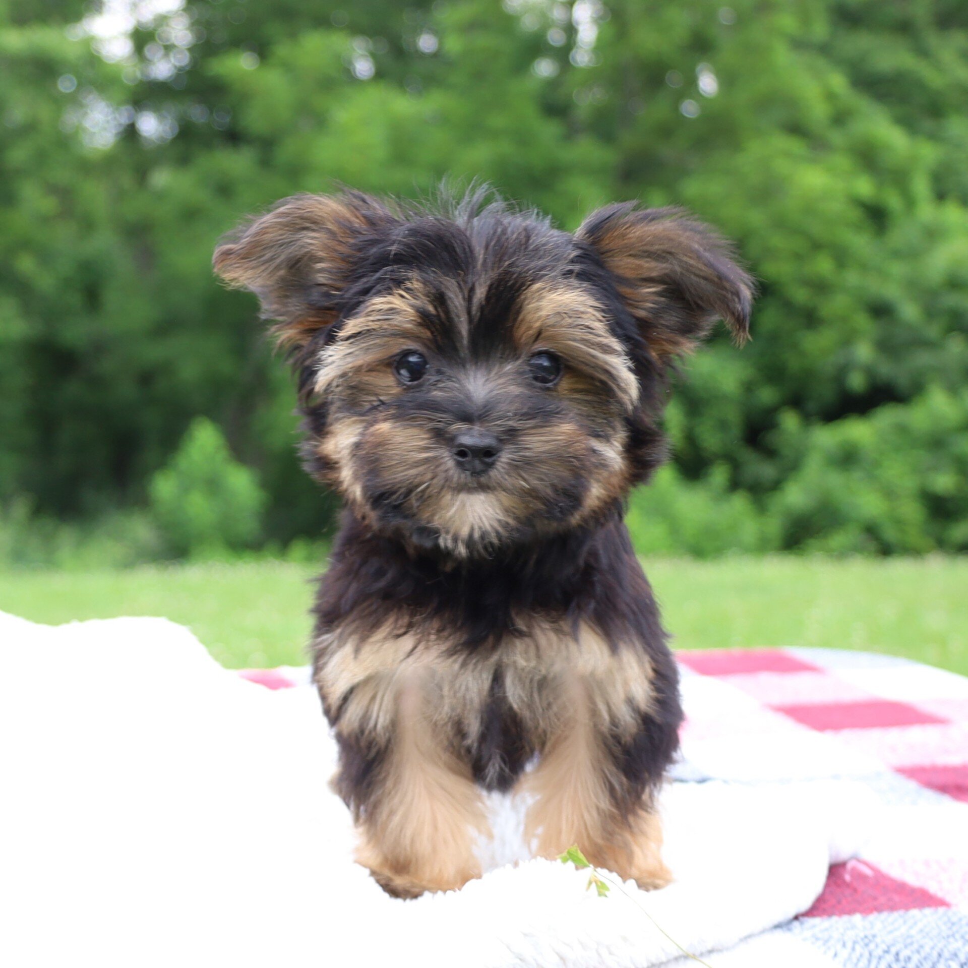Pepper Male Morkie image 2