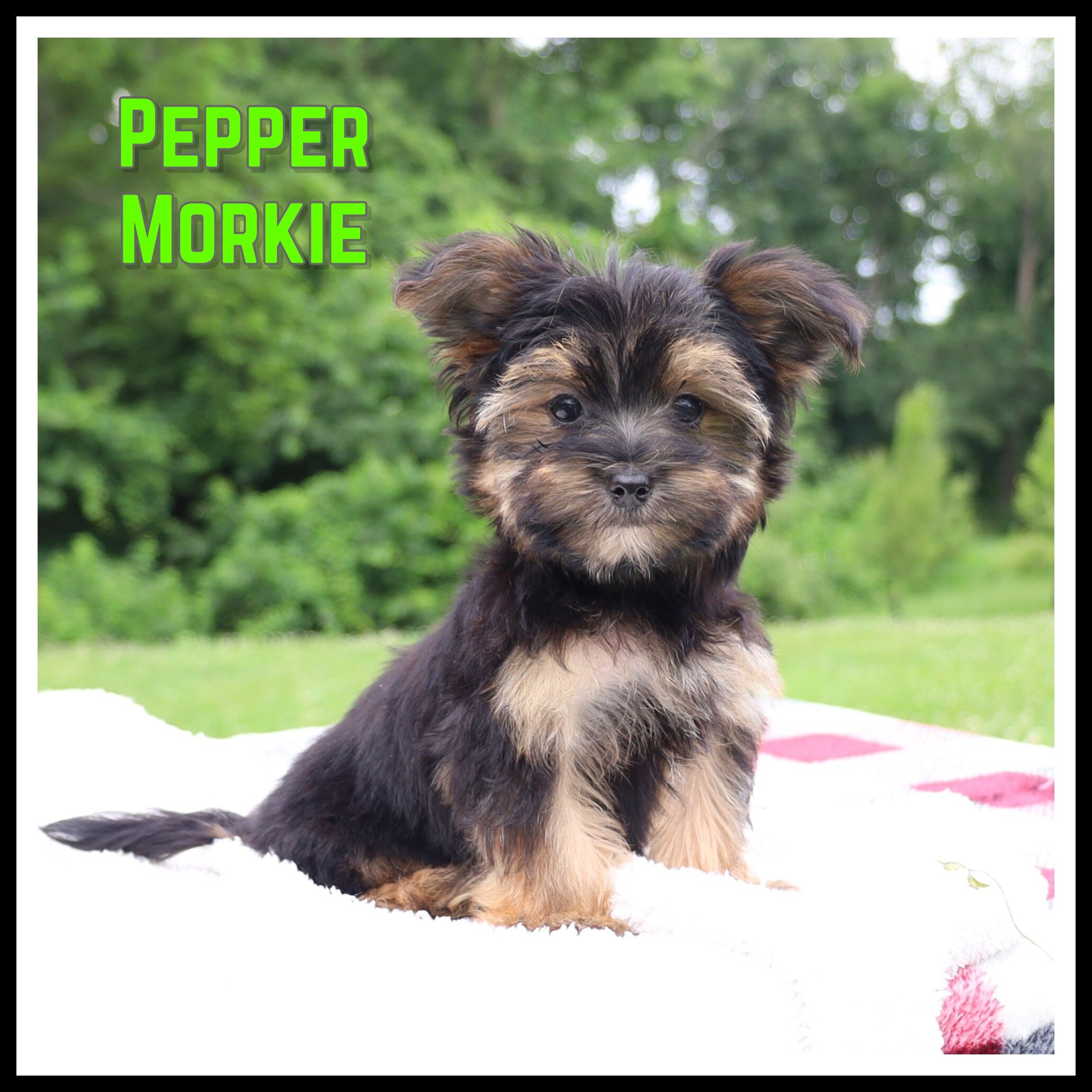 Pepper Male Morkie image 1