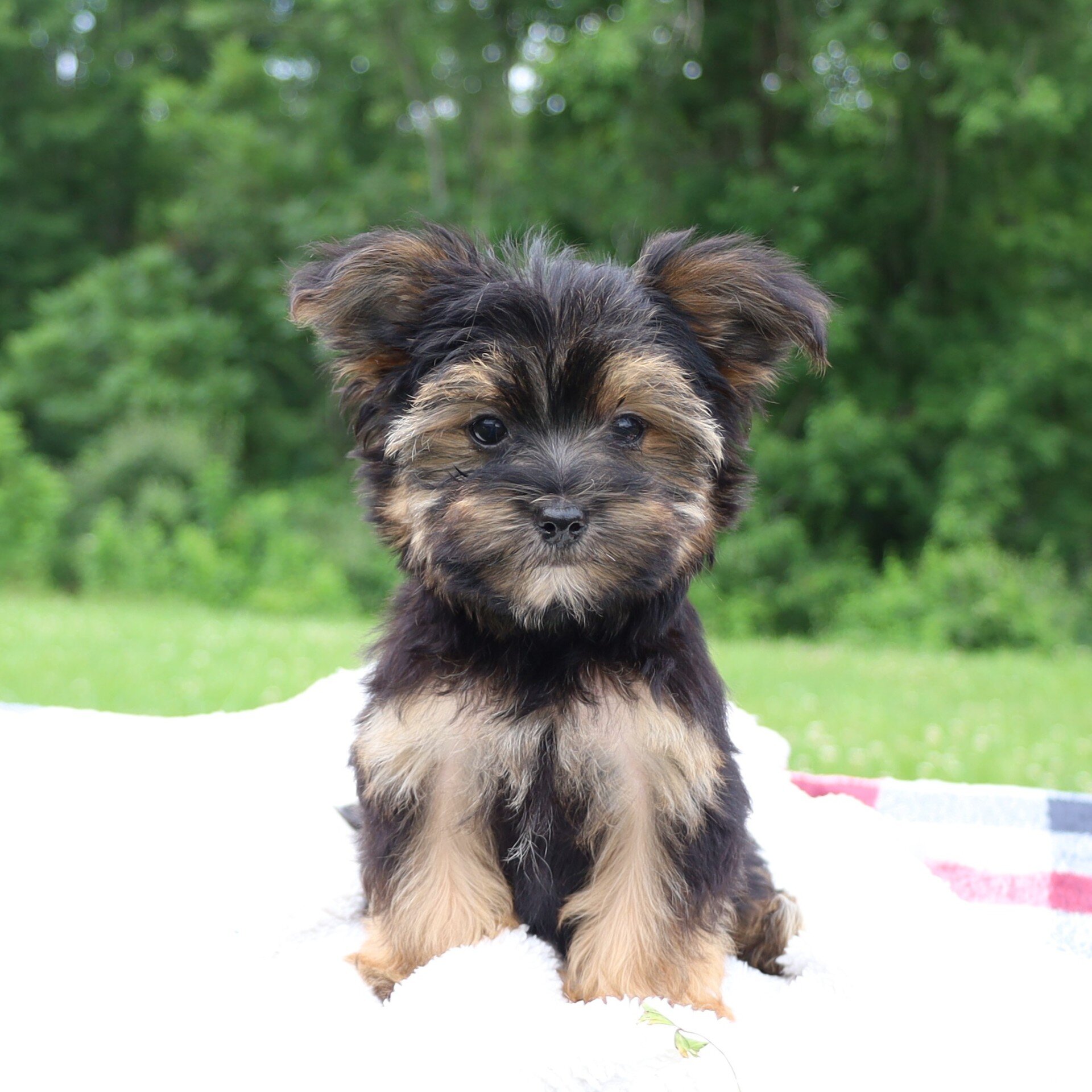 Pepper Male Morkie image 3