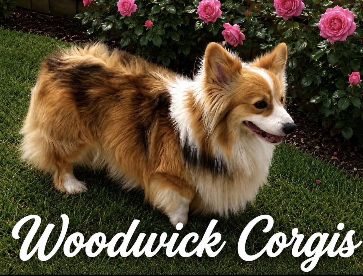 Pembroke Welsh Corgi puppy image 8