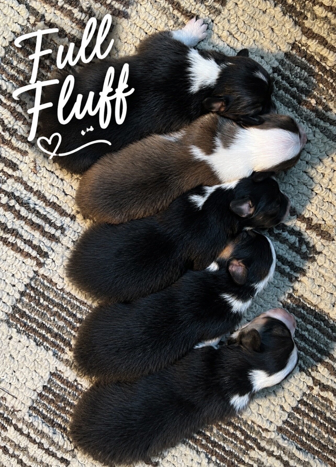 Pembroke Welsh Corgi puppy image 9