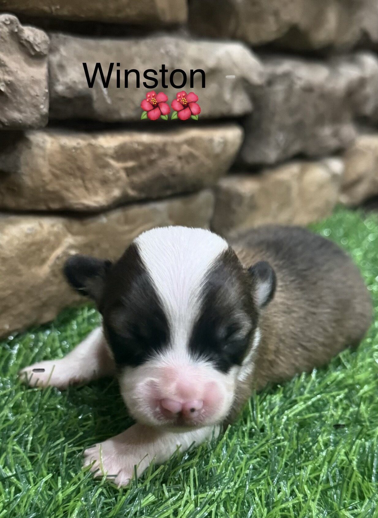Pembroke Welsh Corgi puppy image 5