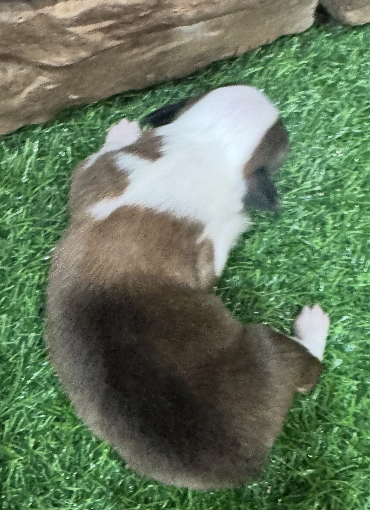 Pembroke Welsh Corgi puppy image 6
