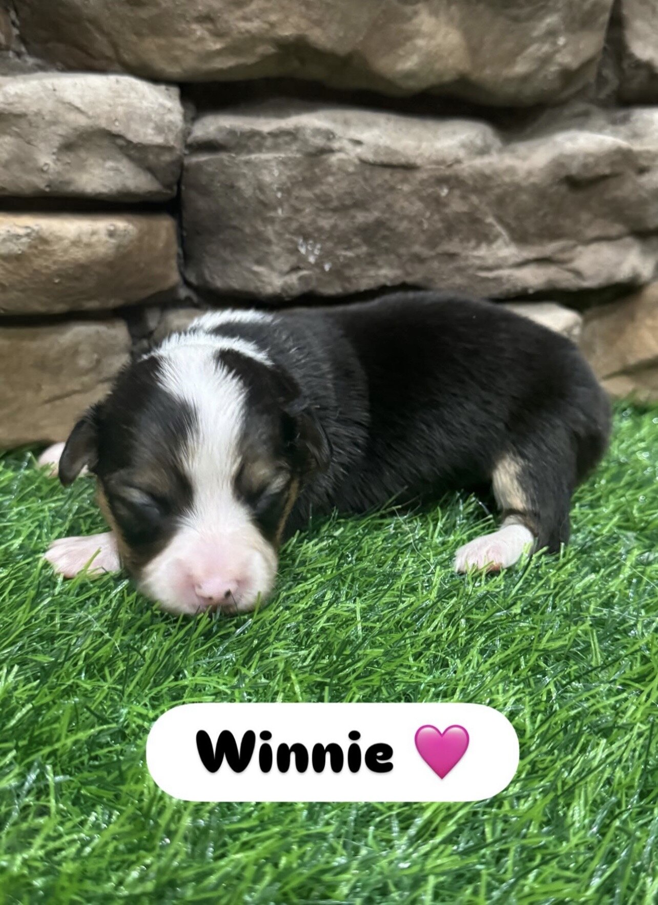 Pembroke Welsh Corgi puppy image 3
