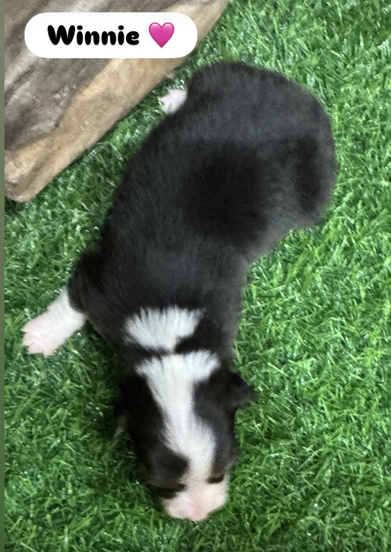 Pembroke Welsh Corgi puppy image 4