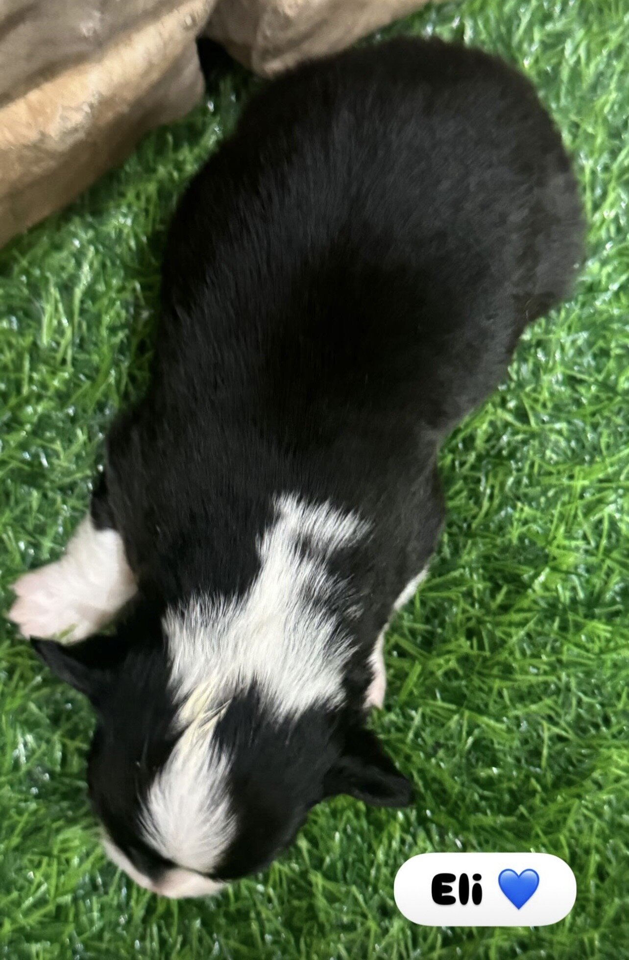 Pembroke Welsh Corgi puppy image 2