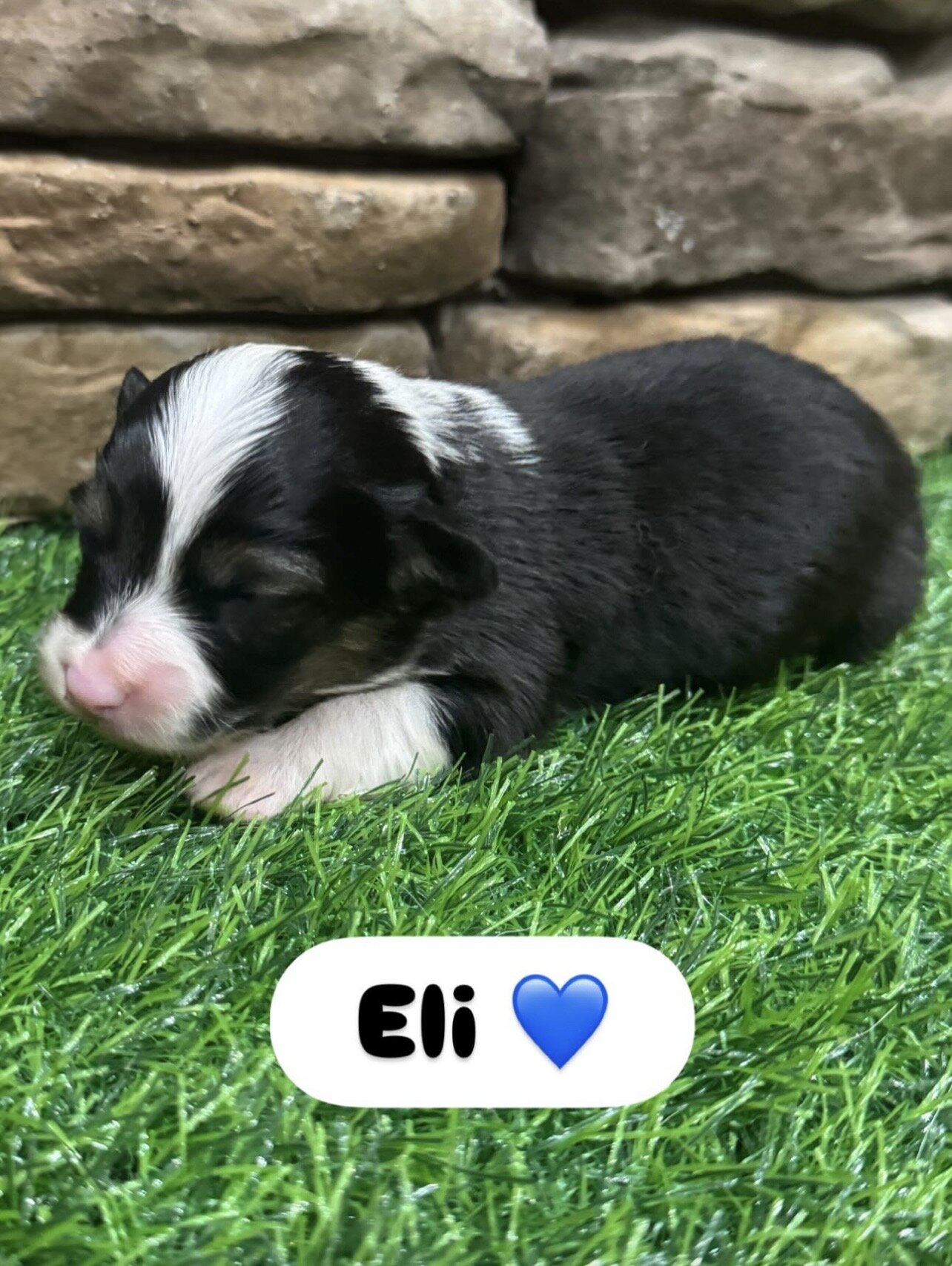 Pembroke Welsh Corgi puppy image 1