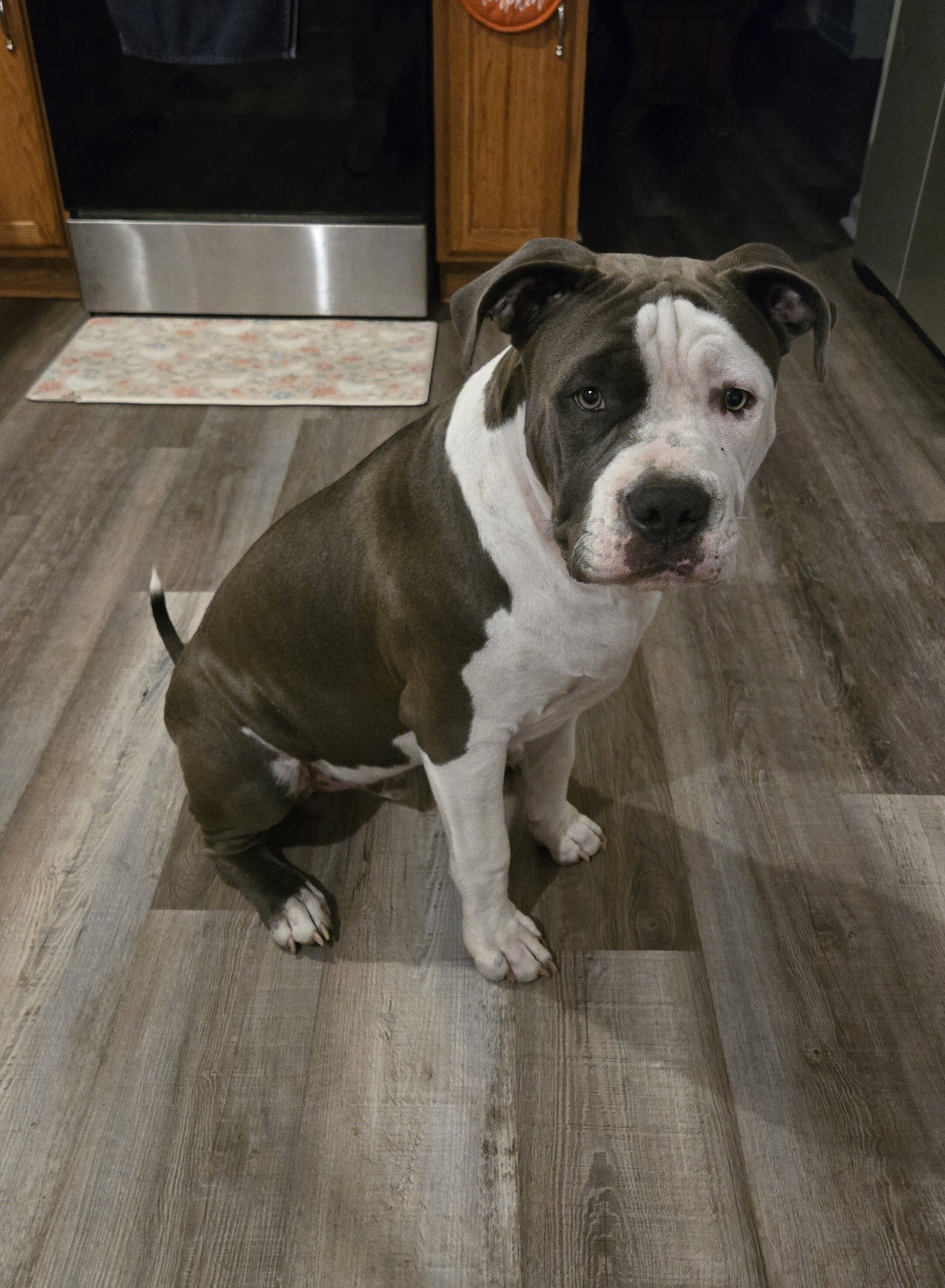 8 months old sweet and loving image 2