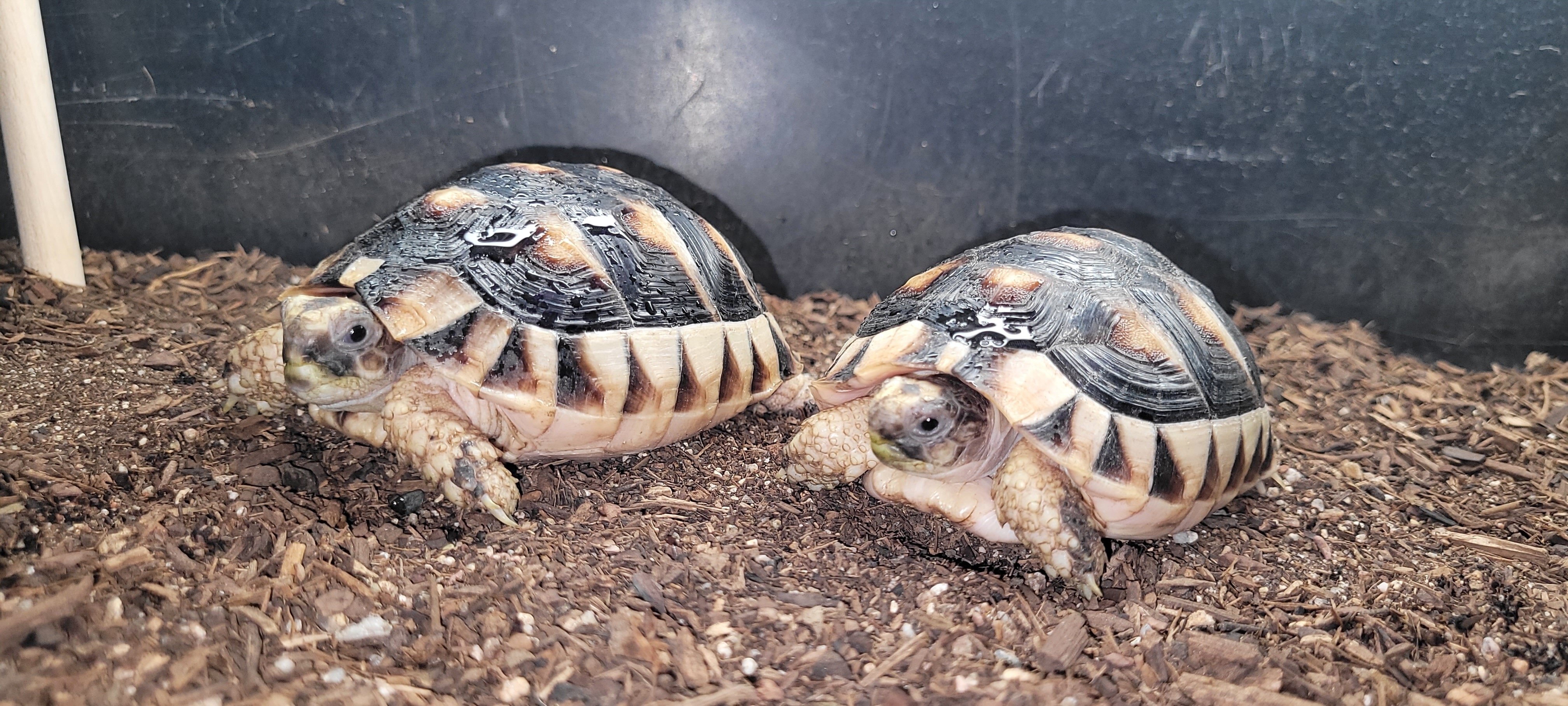 YEARLING MARGINATED TORTOISES image 2