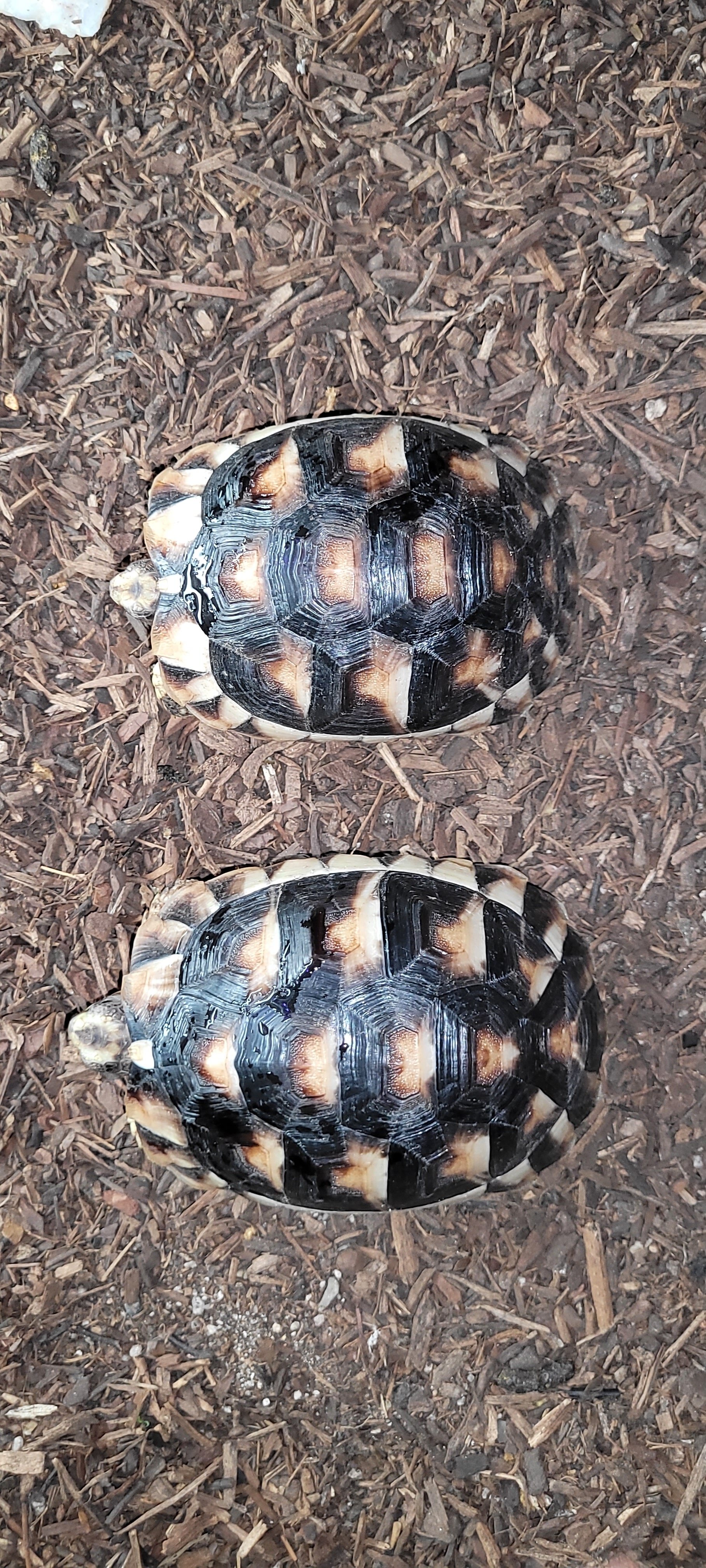 YEARLING MARGINATED TORTOISES image 1