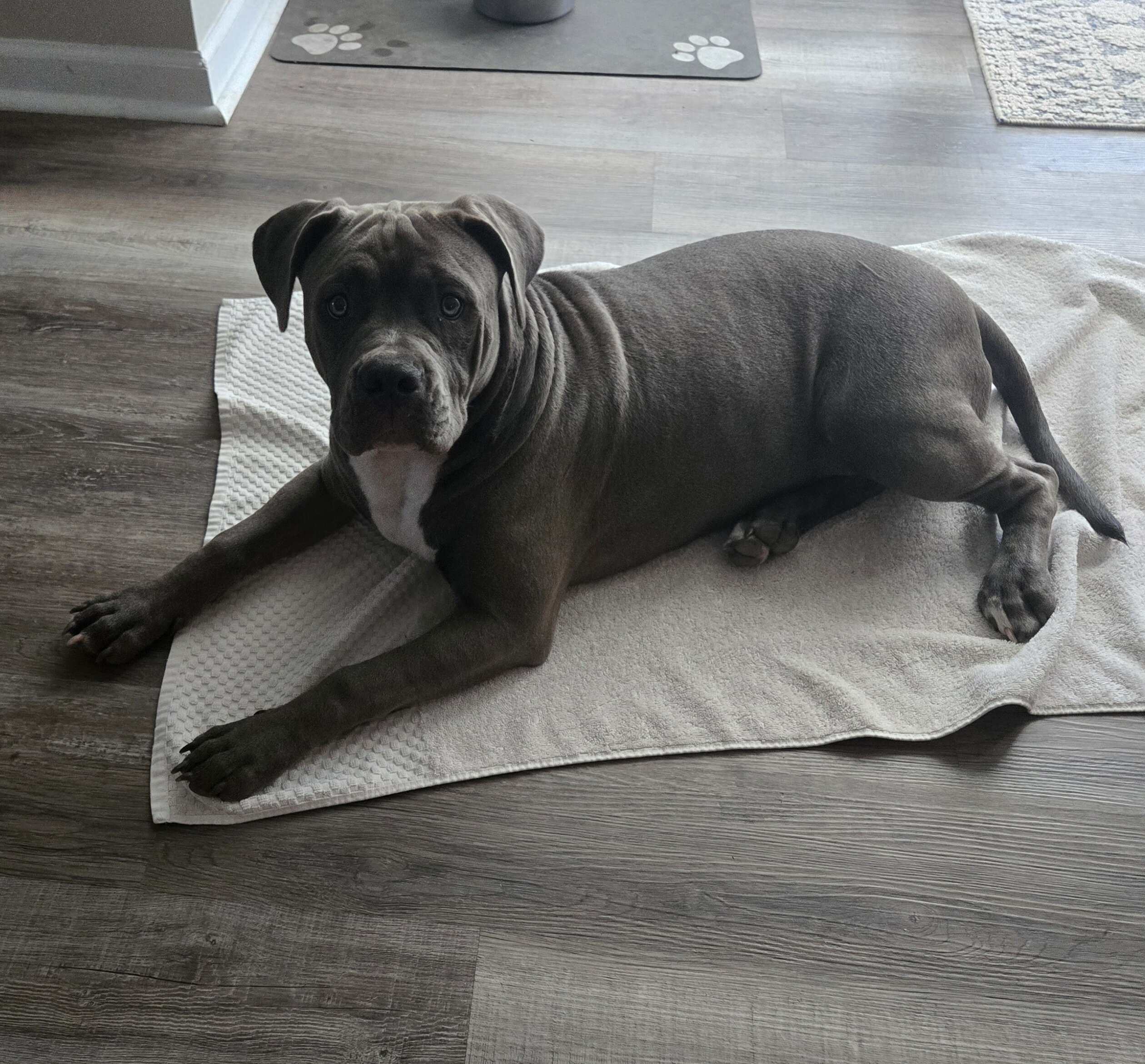 8 month old female image 2