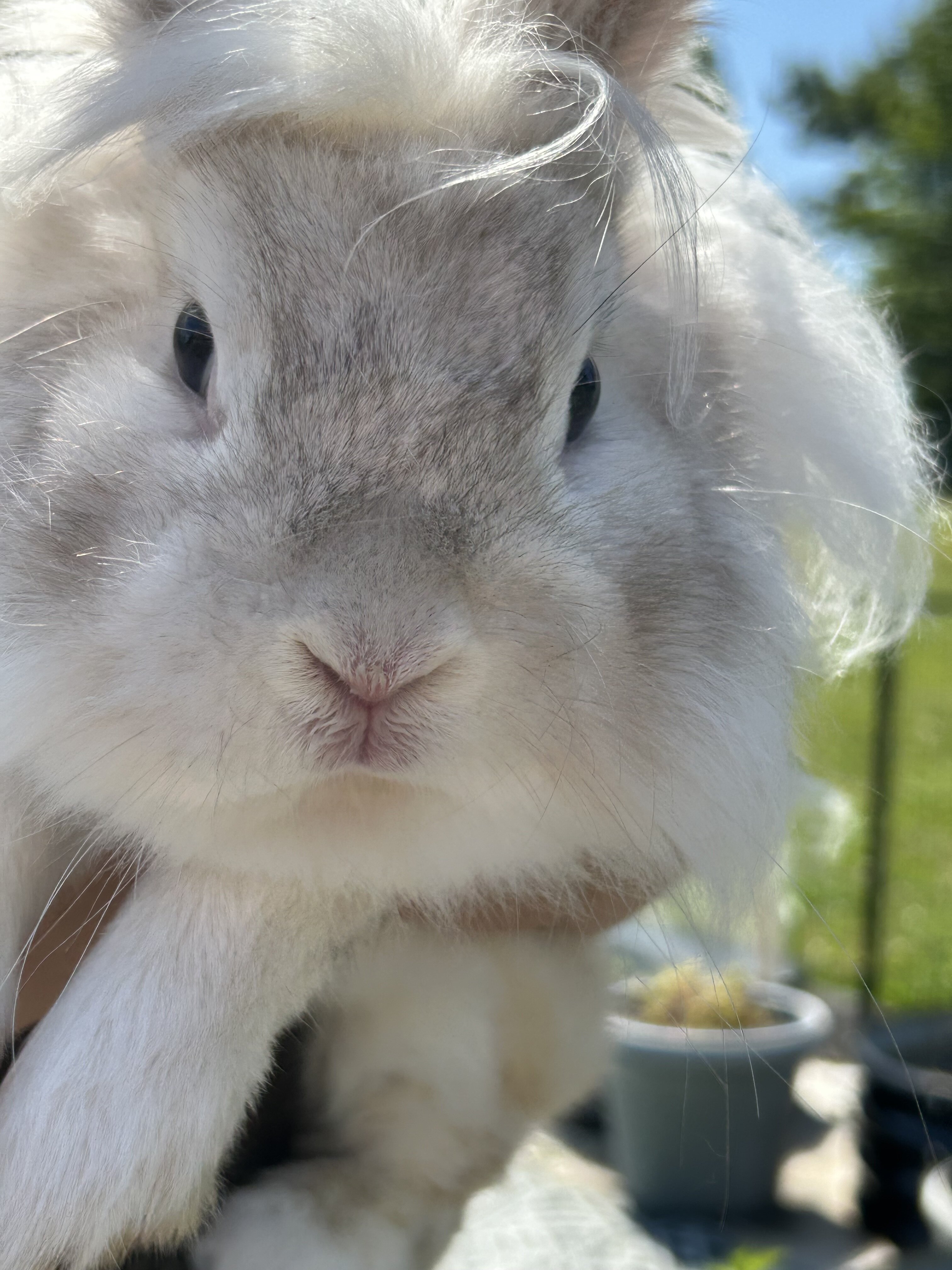 Lionhead Bunnies image 1