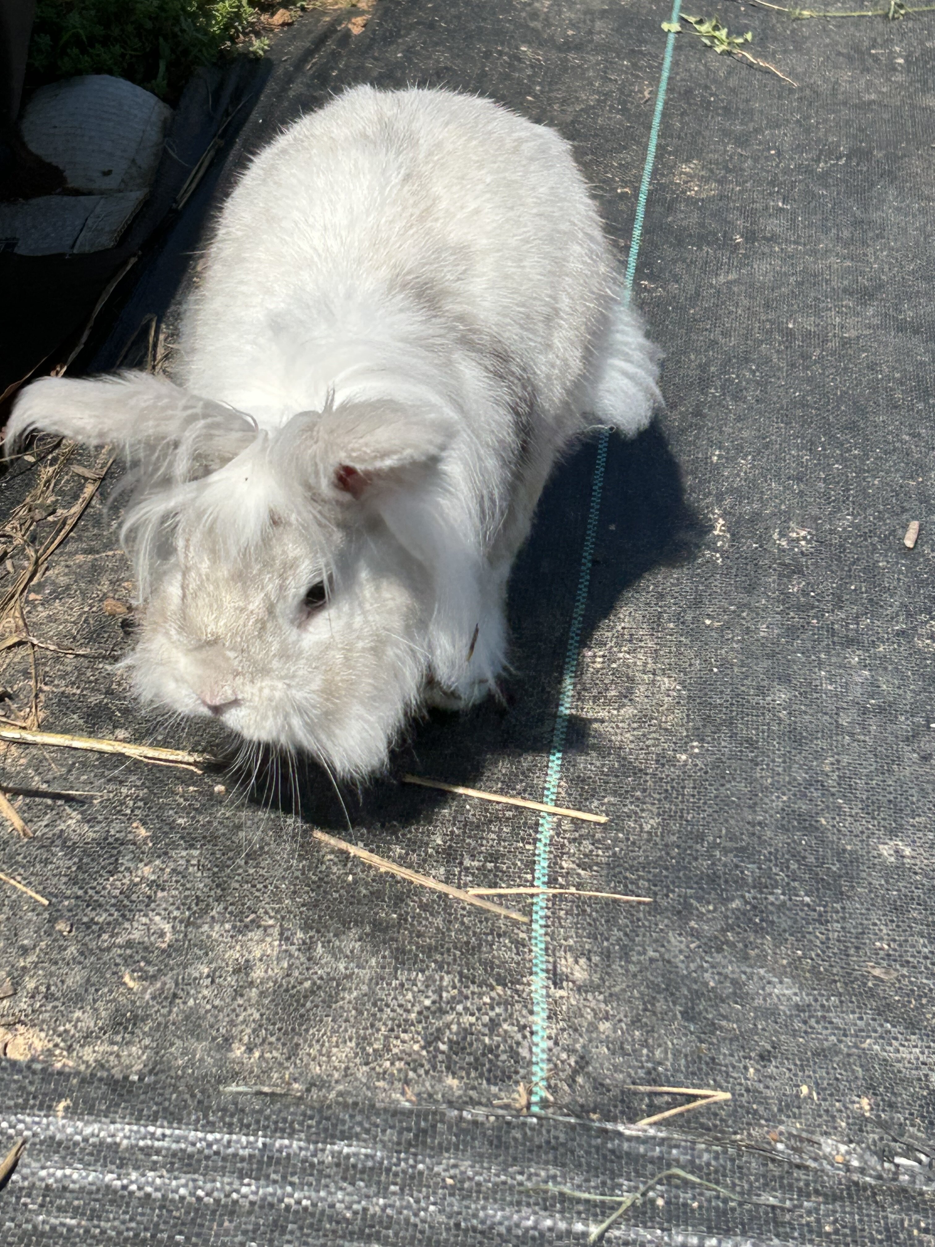 Lionhead Bunnies image 2