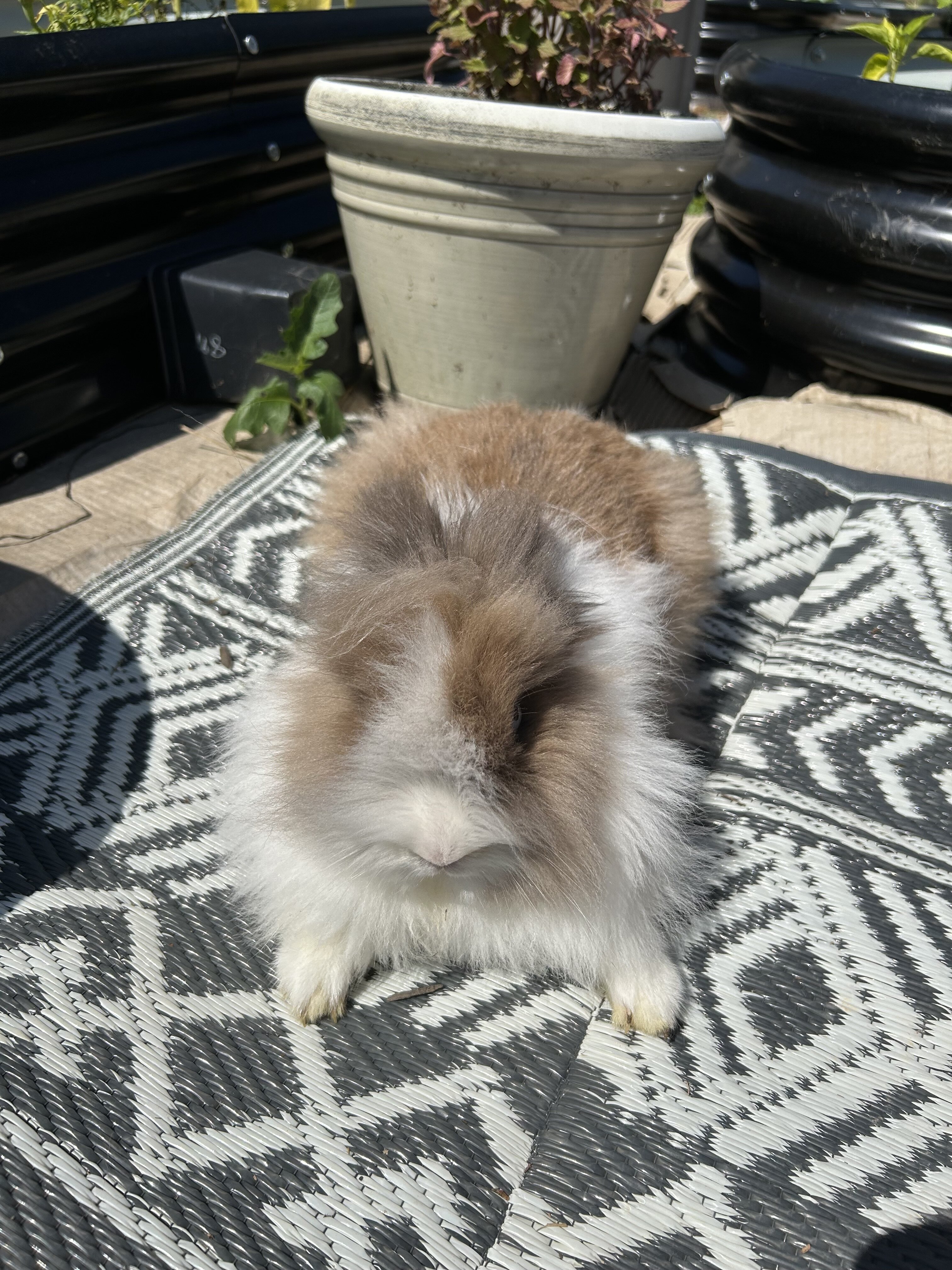 Lionhead Bunnies image 3