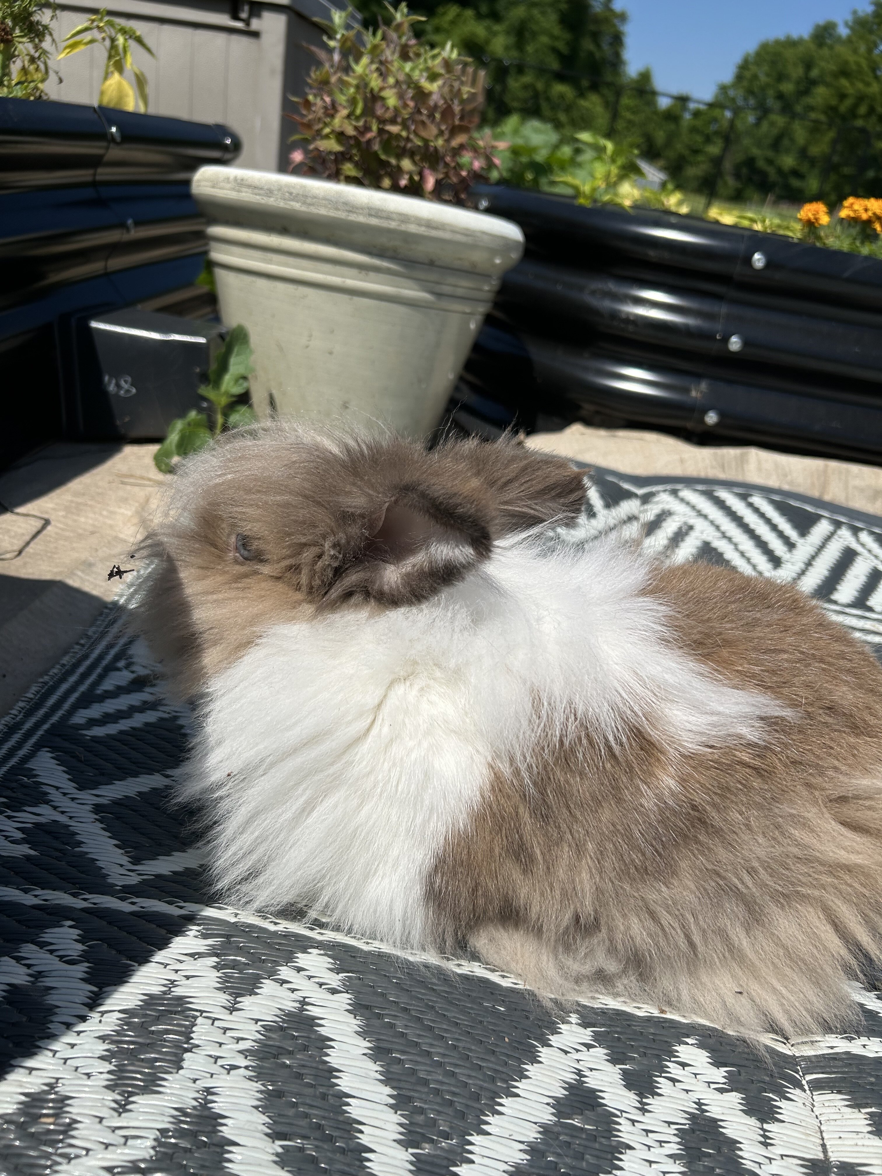 Lionhead Bunnies image 4
