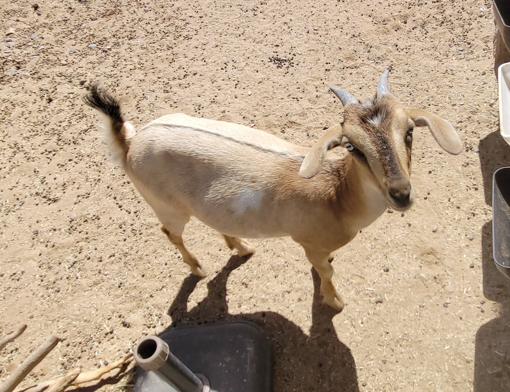 GOATS image 1