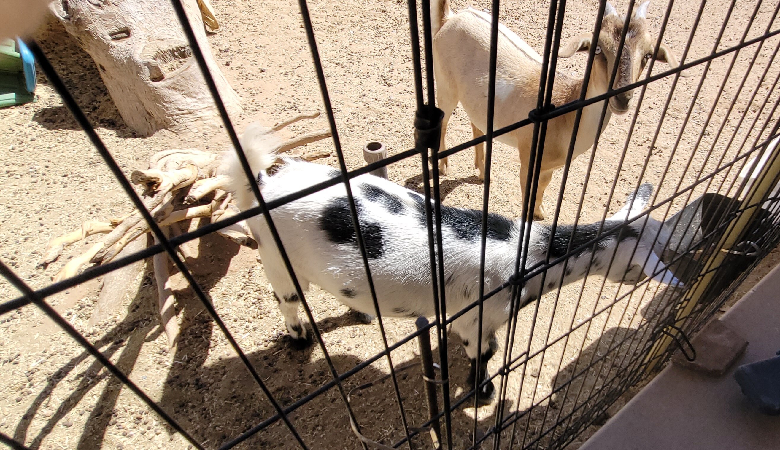 GOATS image 2