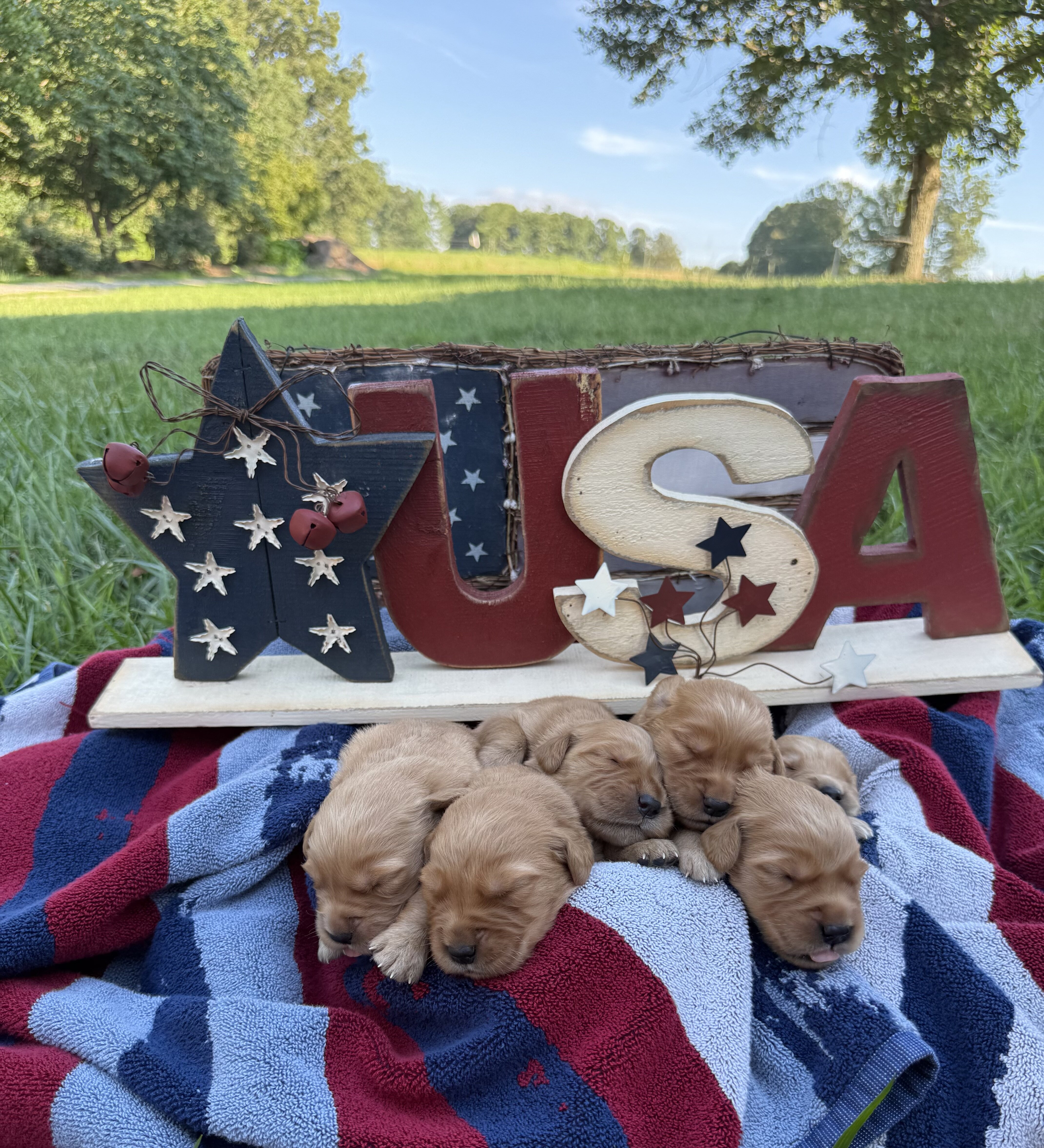 🧨Independence 🧨 Golden Retriever puppies image 1