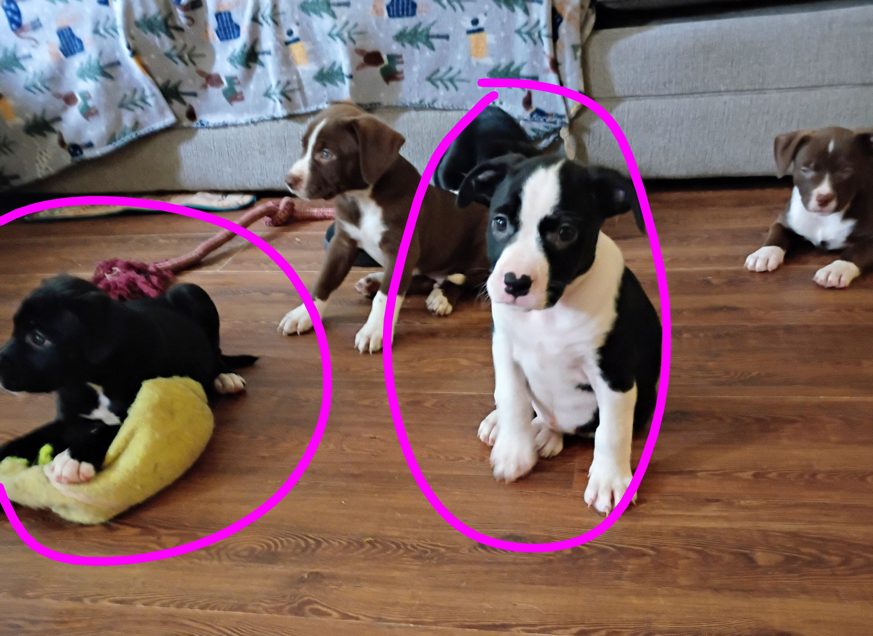 3 female puppies image 1
