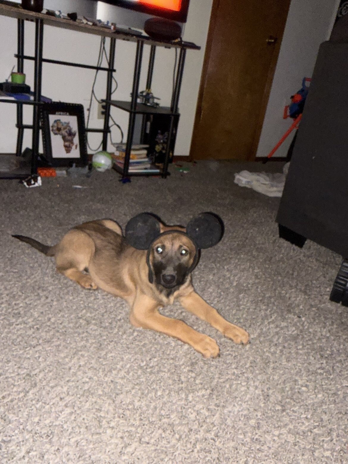 German Shepherd/ Malinois image 4