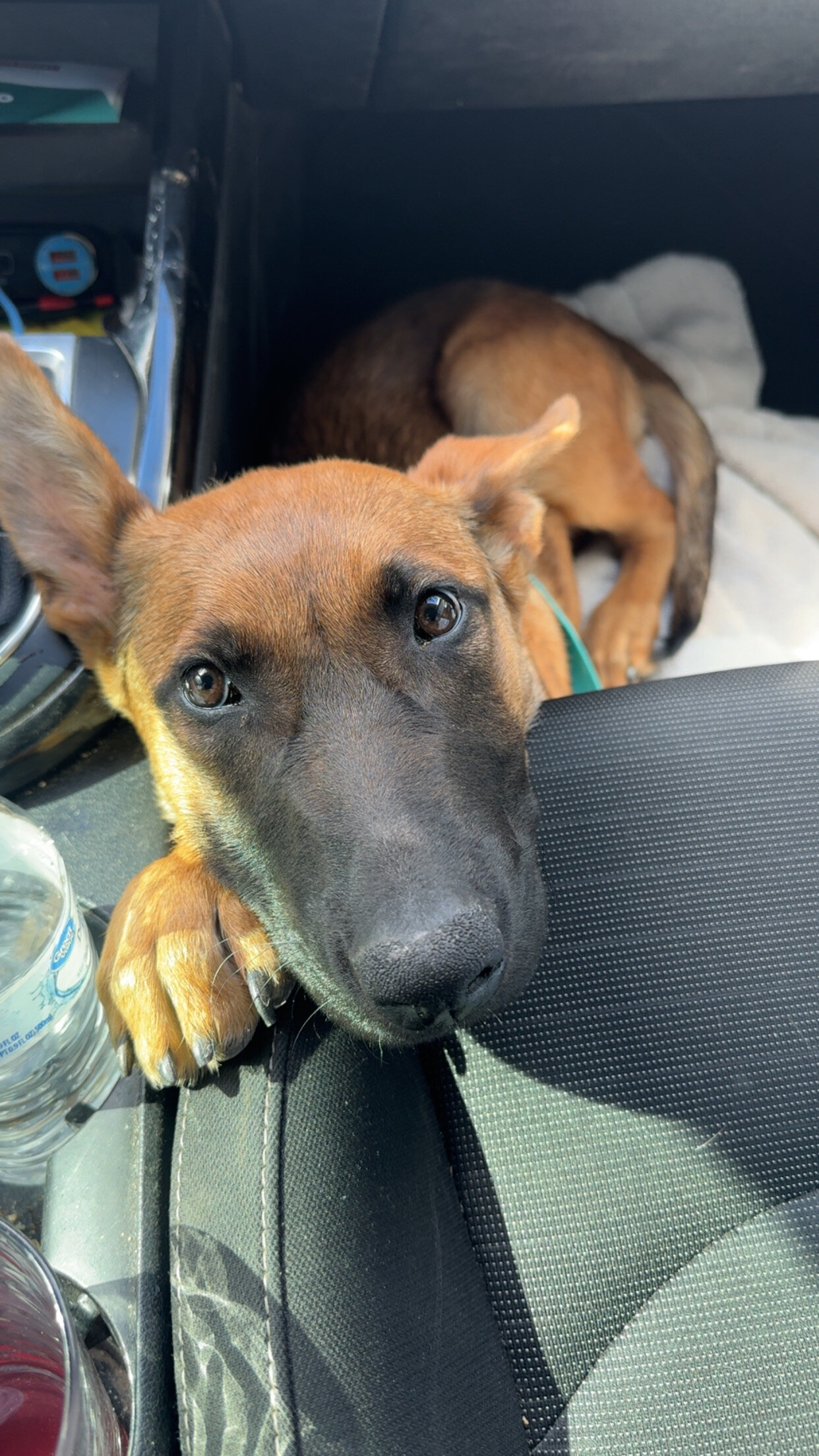 German Shepherd/ Malinois image 3