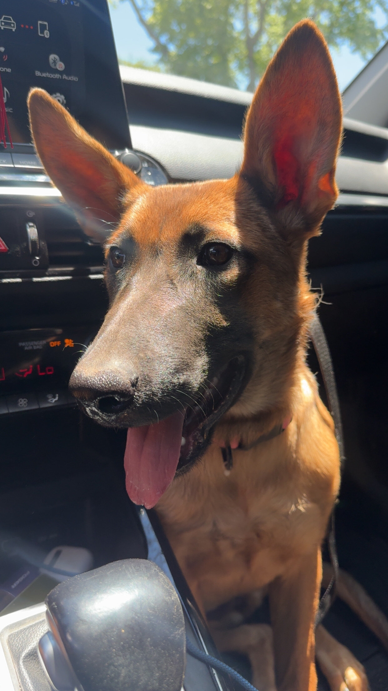 German Shepherd/ Malinois image 1