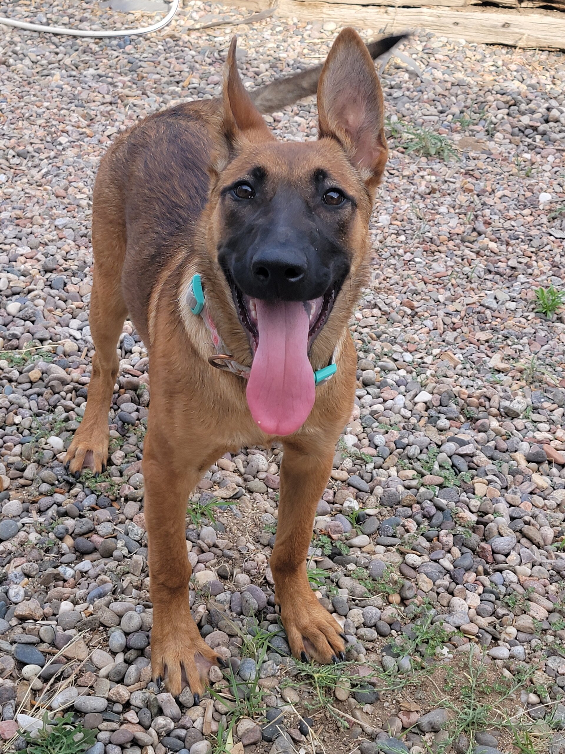 German Shepherd/ Malinois image 2