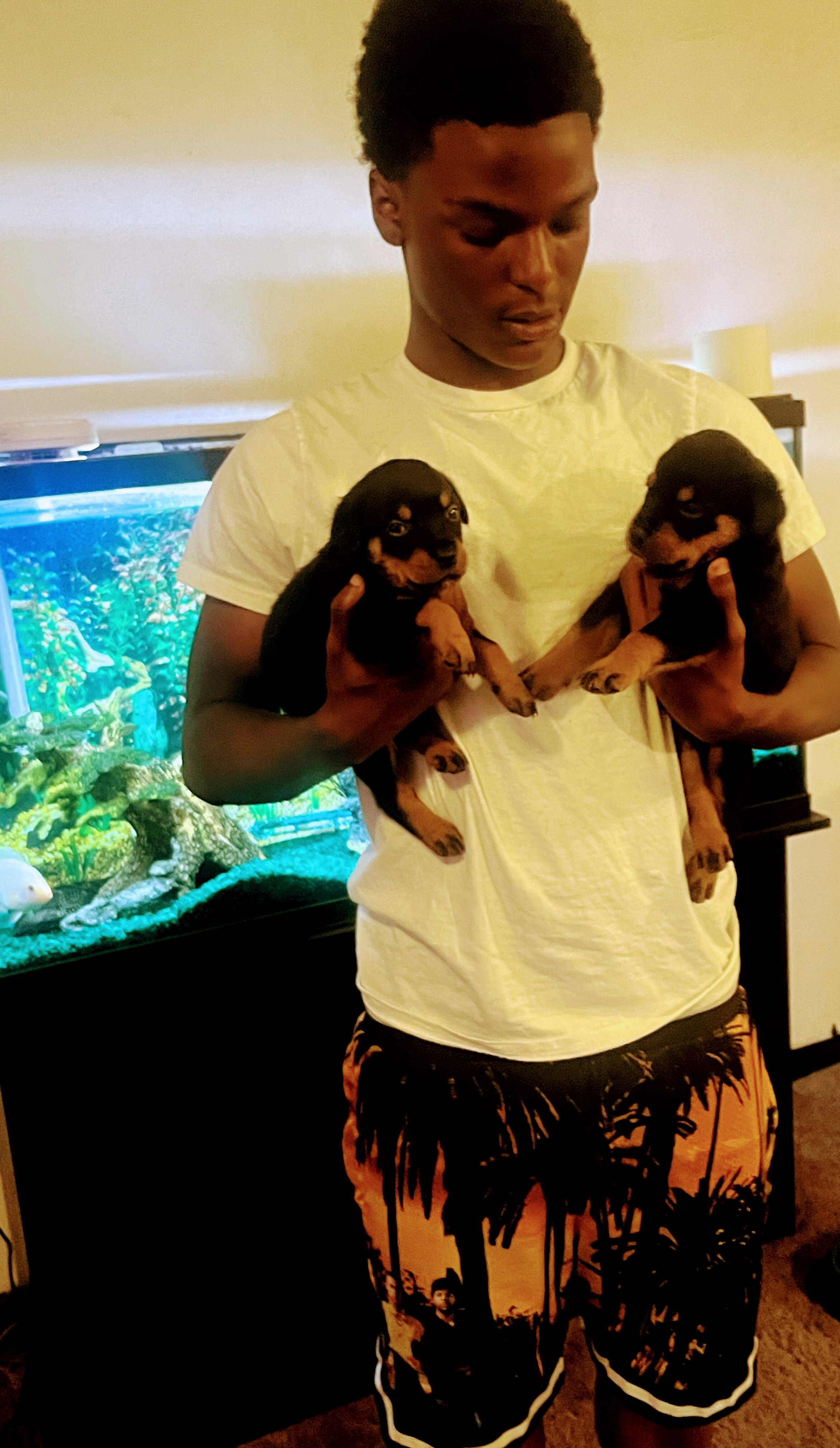 Rottweiller image 3