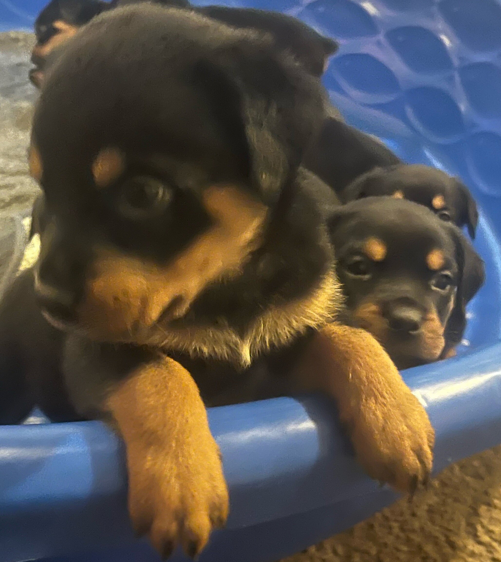 Rottweiller image 1