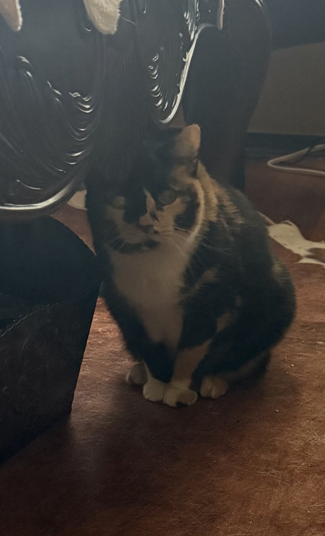 Free, senior, calico female cat image 3