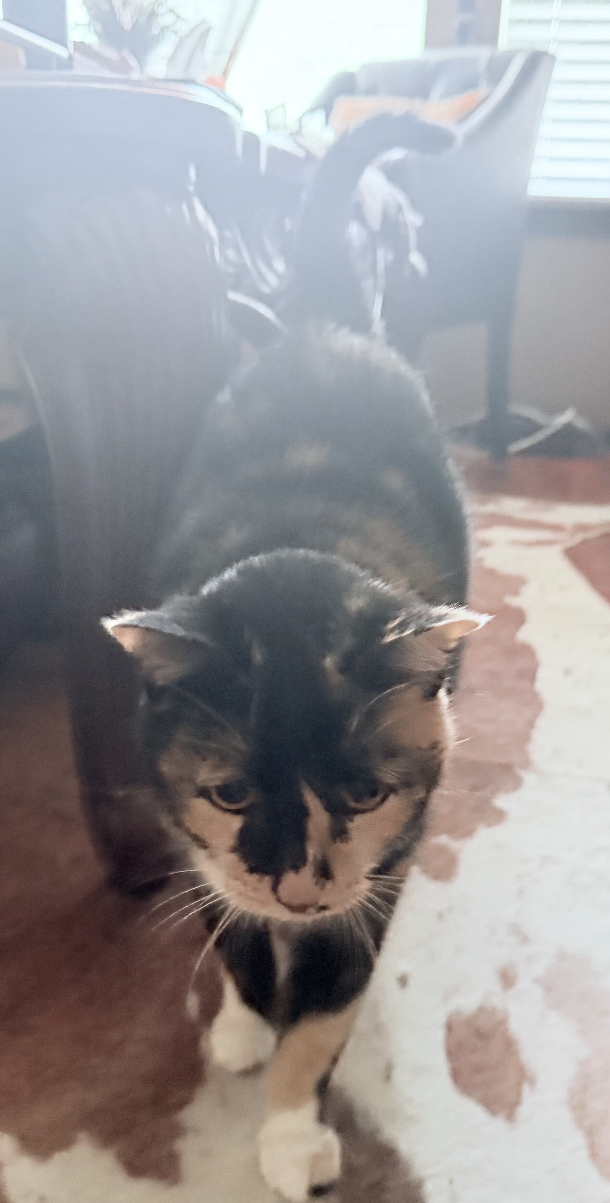 Free, senior, calico female cat image 2