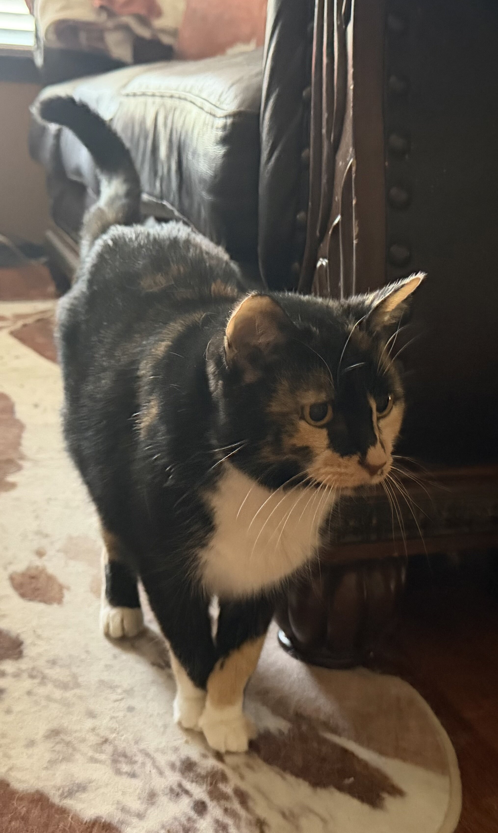 Free, senior, calico female cat image 1