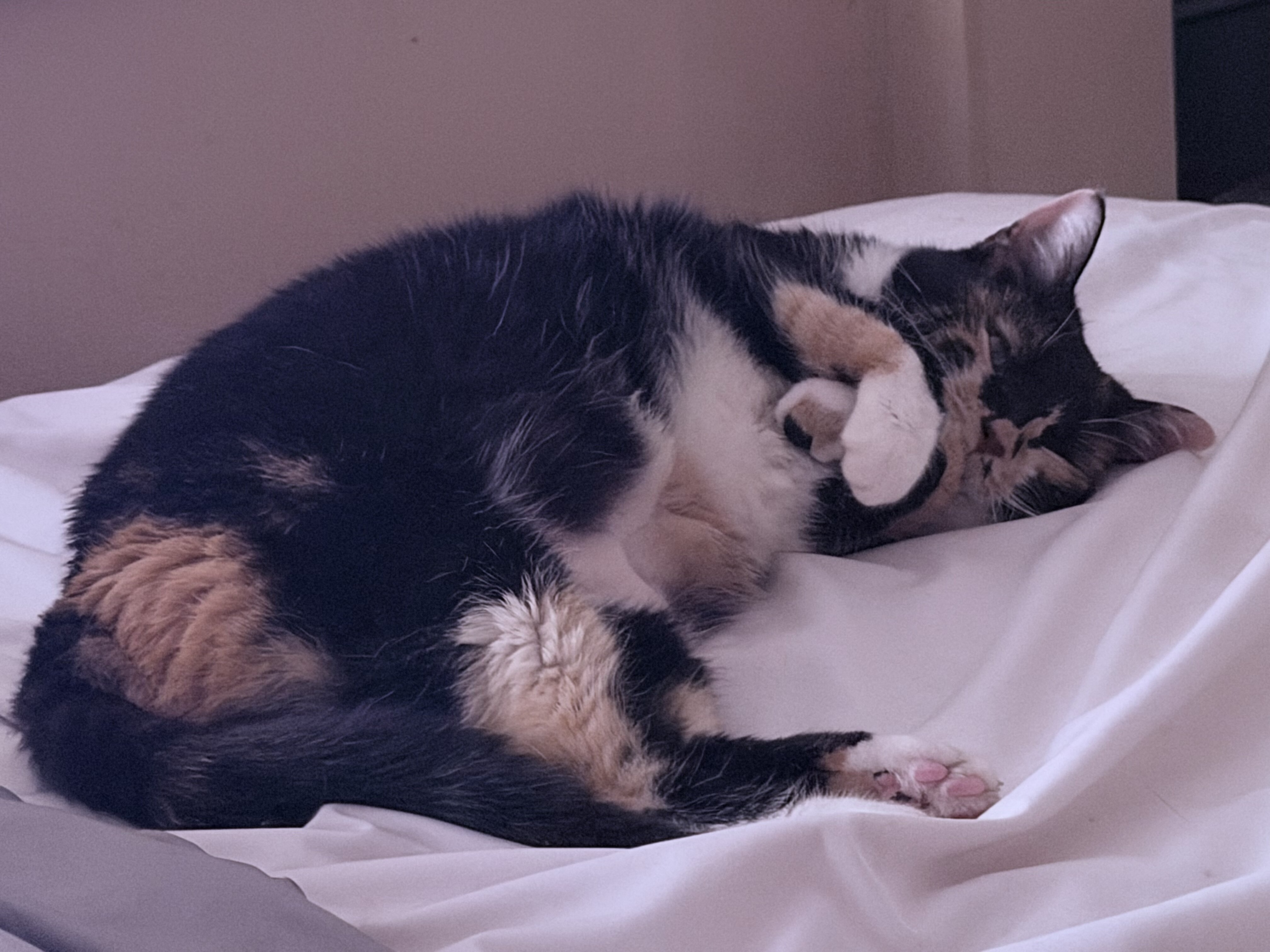 Free, senior, calico female cat image 4