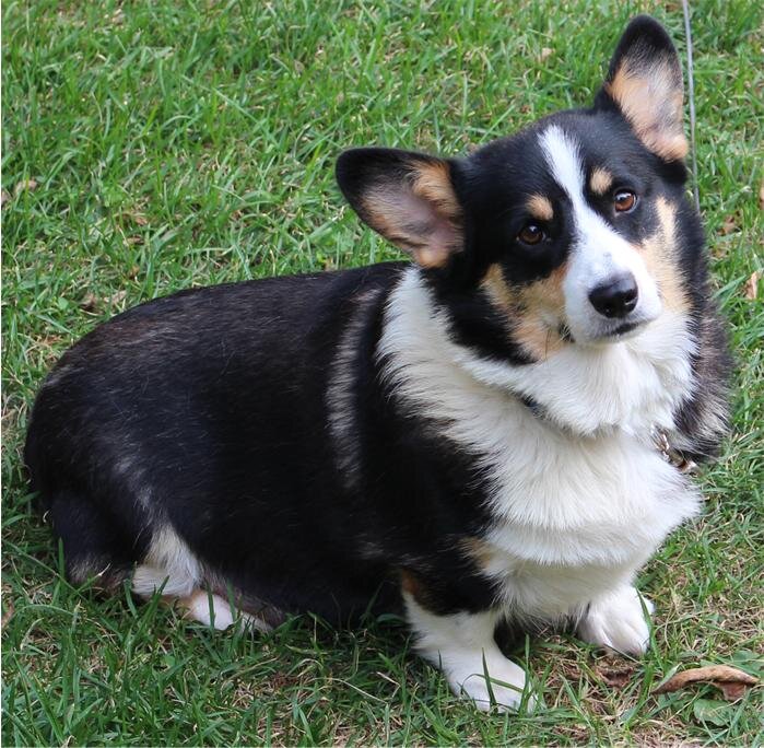 AKC Pembroke Welsh Corgi in S.W. WI image 2