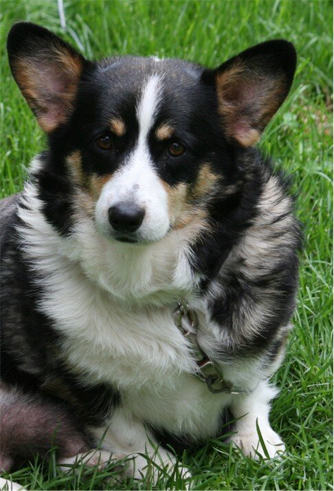 AKC Pembroke Welsh Corgi in S.W. WI image 1