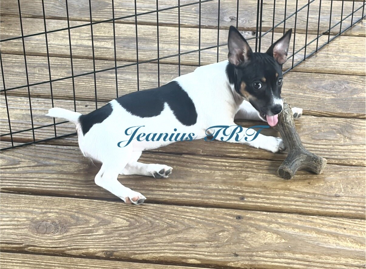 Teddy Roosevelt Terrier pup/Rat Terrier type B image 2